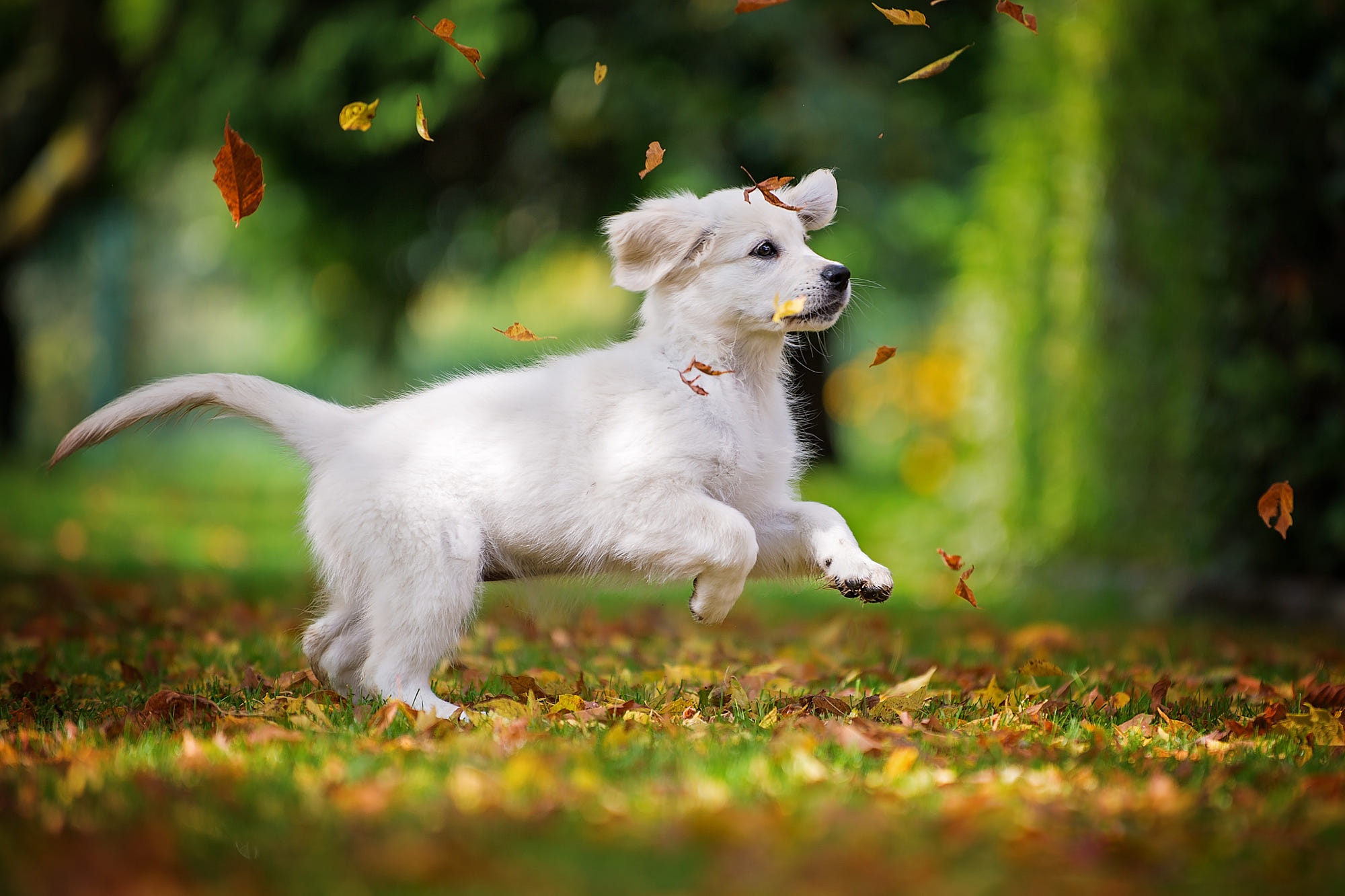 Laden Sie das Tiere, Hunde, Hund, Welpen, Labrador Retriever, Tierbaby-Bild kostenlos auf Ihren PC-Desktop herunter