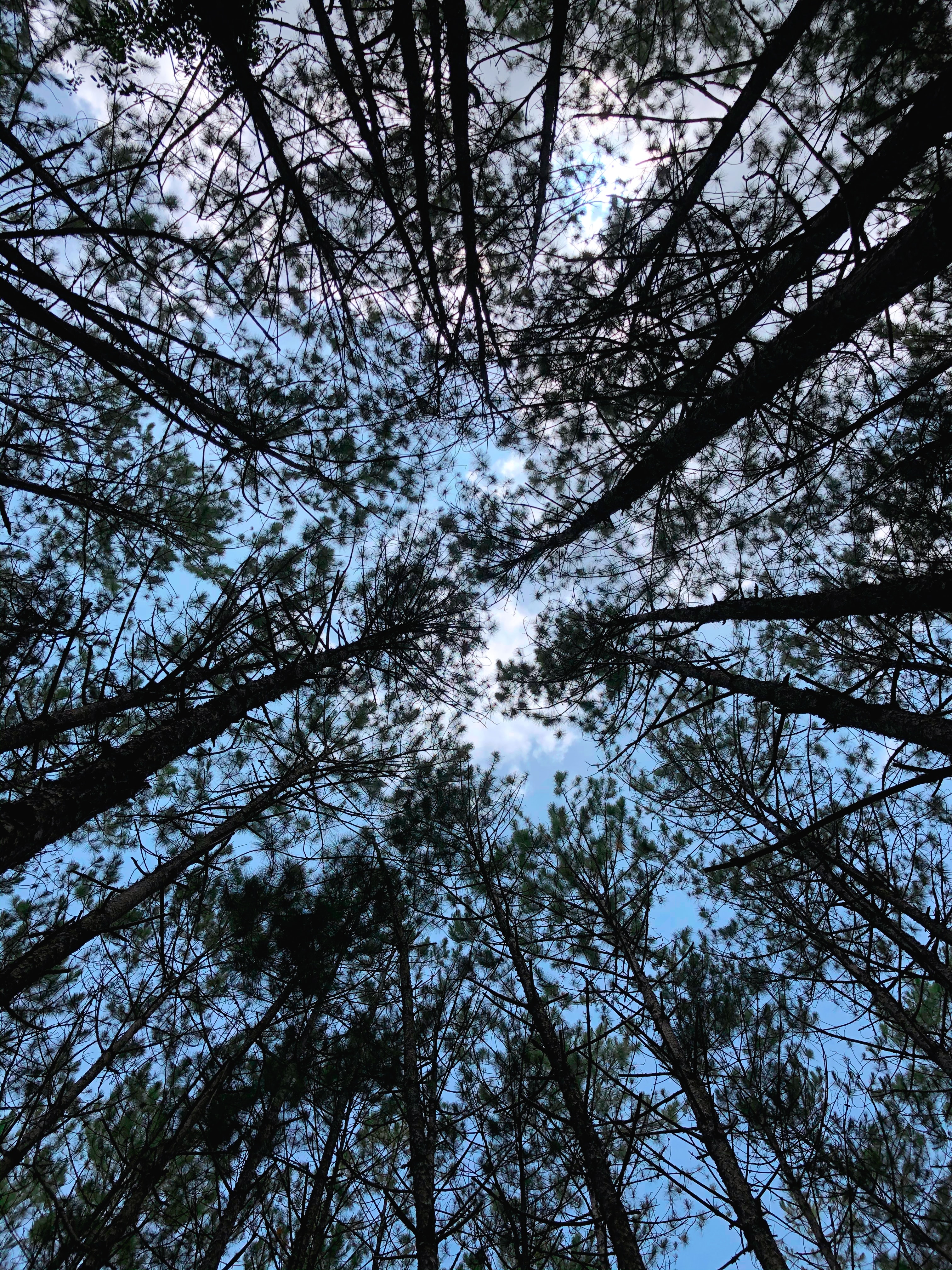 nature, trees, sky, forest, branches, bottom view Desktop Wallpaper