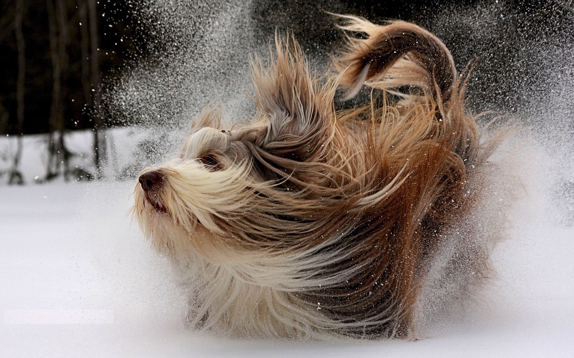137954 descargar fondo de pantalla animales, nieve, perro, tocar, jugar, yorkshire terrier: protectores de pantalla e imágenes gratis