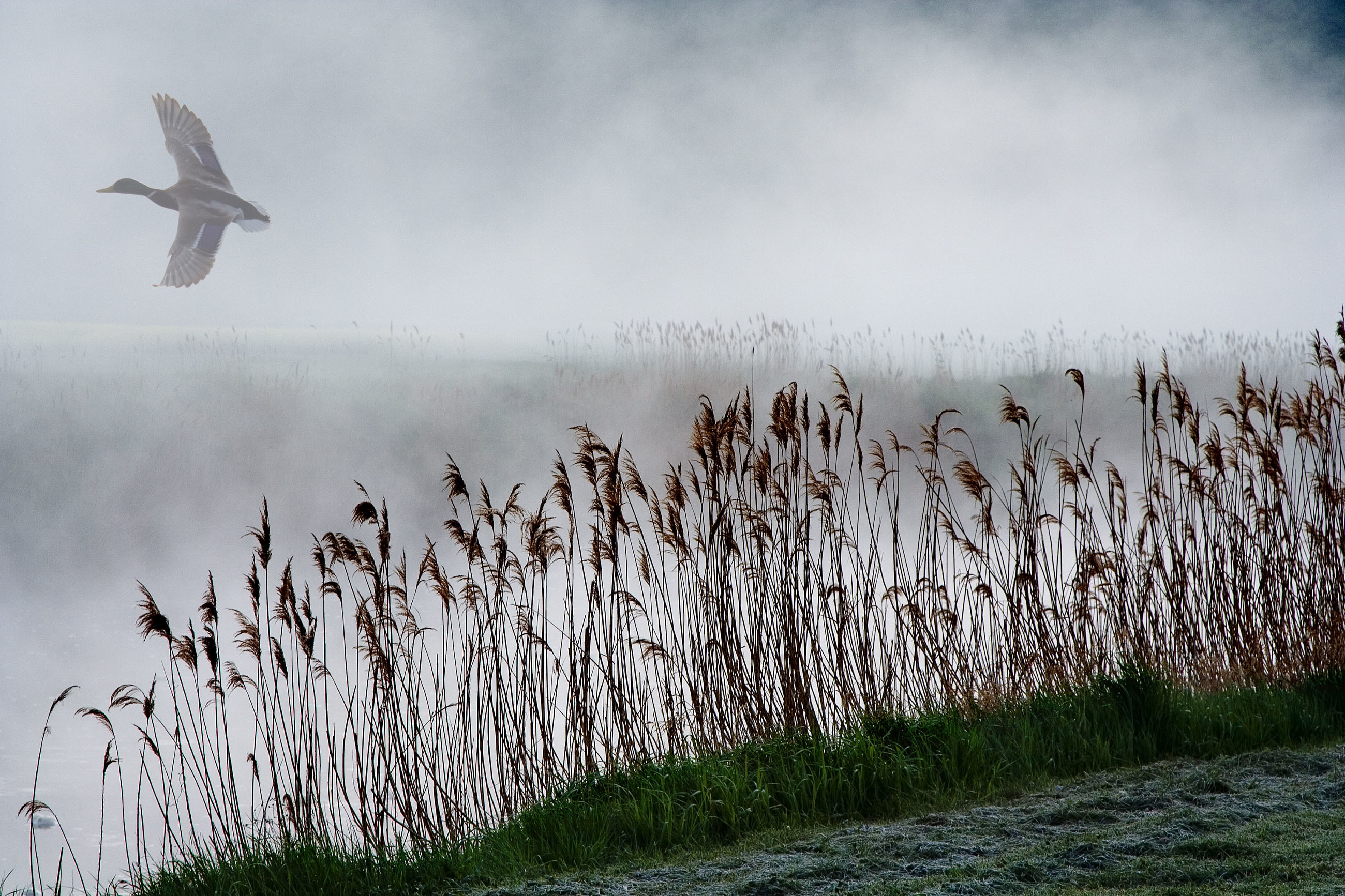 Free download wallpaper Duck, Birds, Animal on your PC desktop