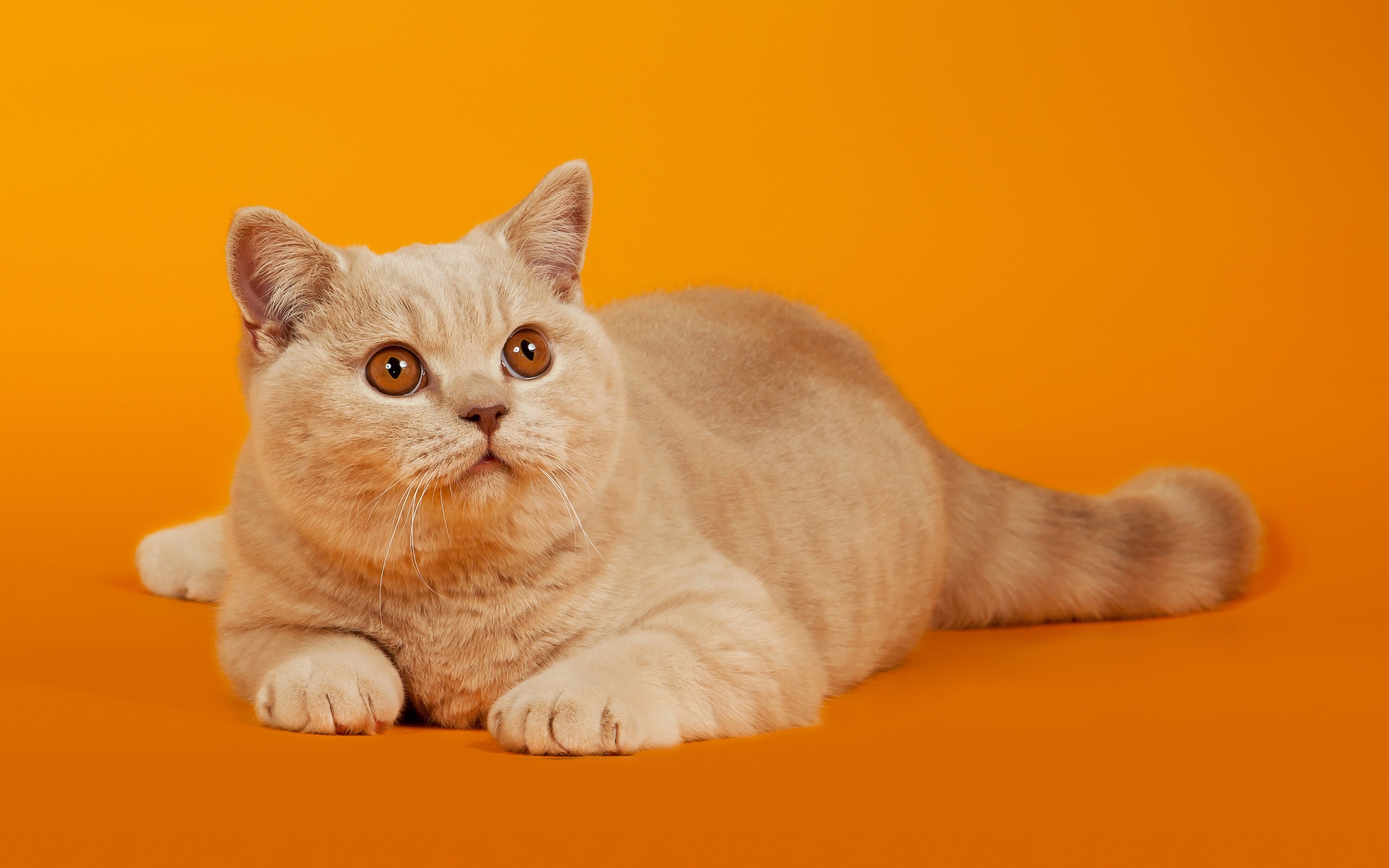 Baixe gratuitamente a imagem Animais, Gatos, Gato na área de trabalho do seu PC