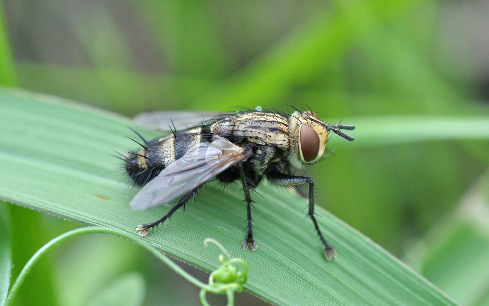 Téléchargez des papiers peints mobile Animaux, Insecte gratuitement.