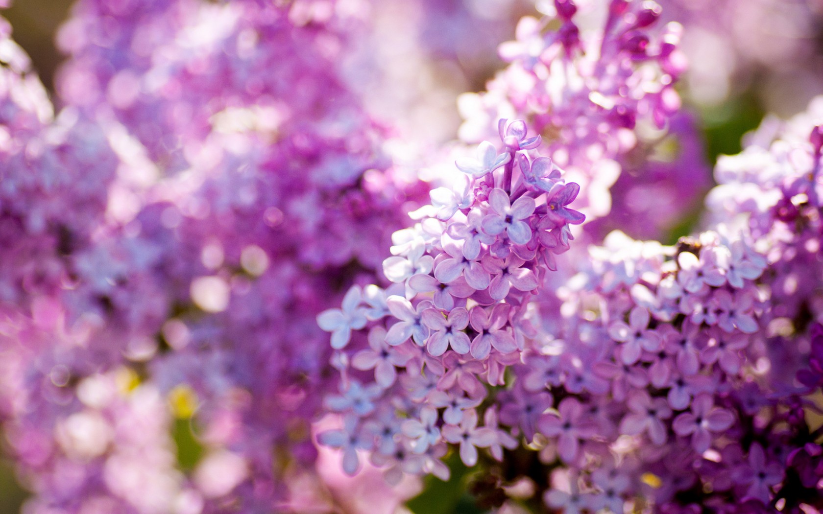 Baixe gratuitamente a imagem Flores, Floração, Terra/natureza na área de trabalho do seu PC