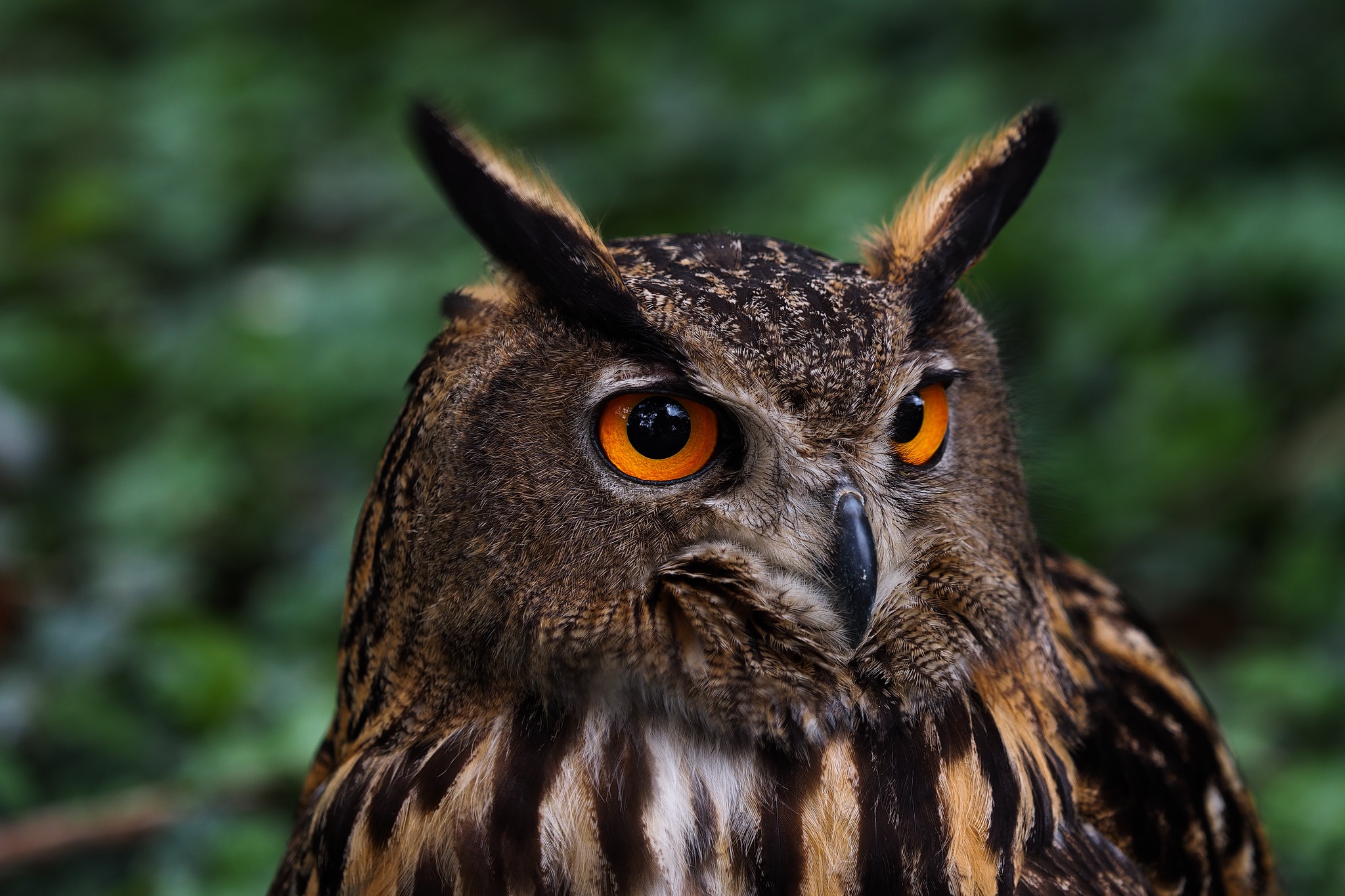 birds, animal, owl, bird, eurasian eagle owl