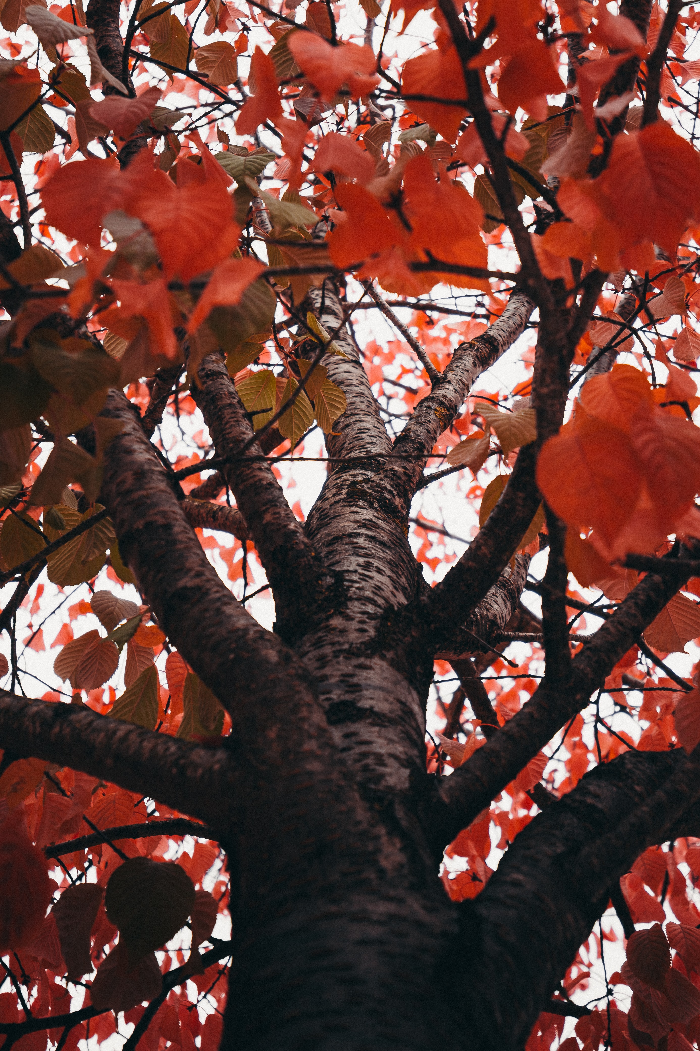 Скачать обои бесплатно Ветки, Деревья, Красный, Листья, Осень, Природа картинка на рабочий стол ПК