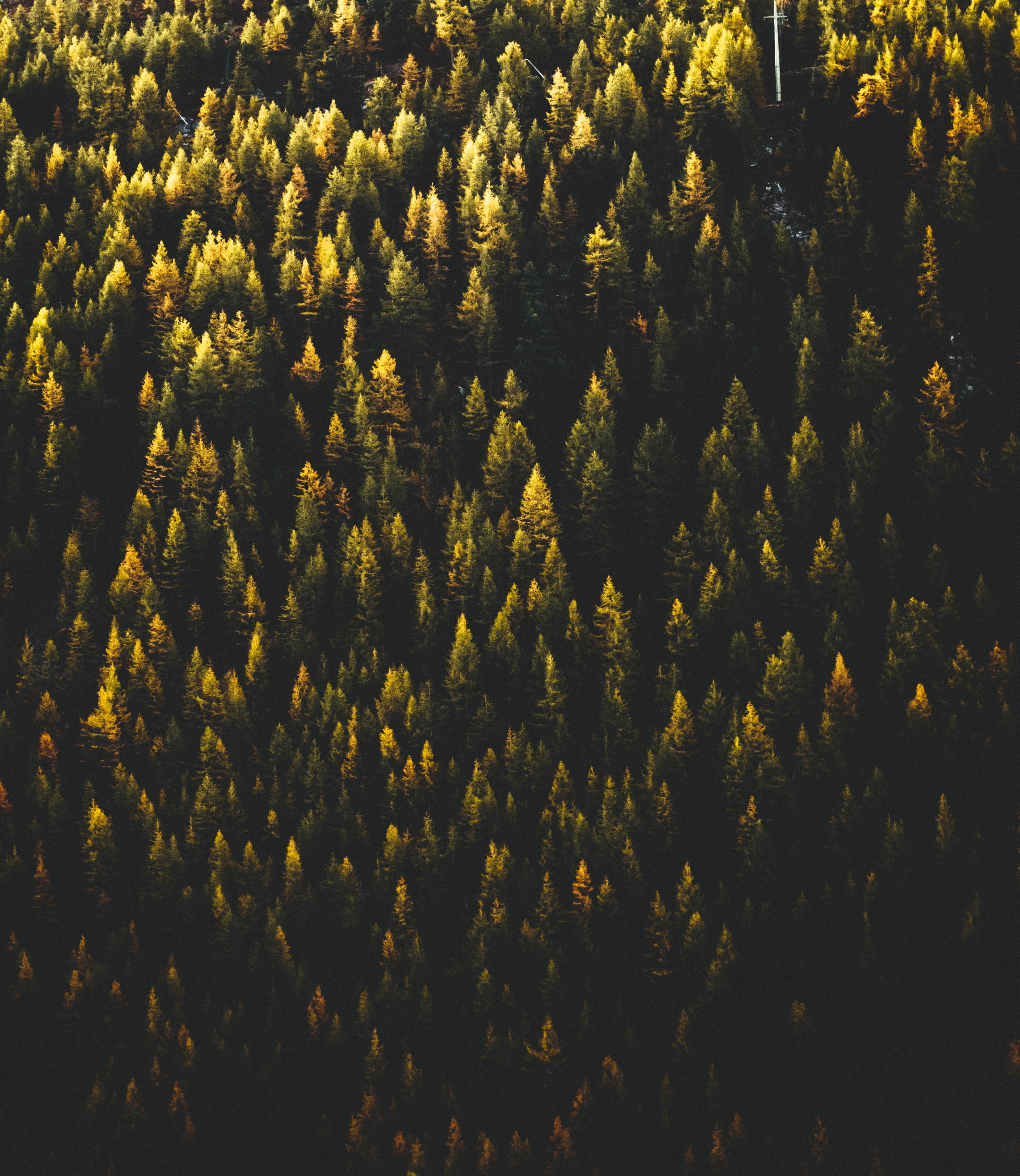 Free download wallpaper Nature, Trees, View From Above, Forest on your PC desktop