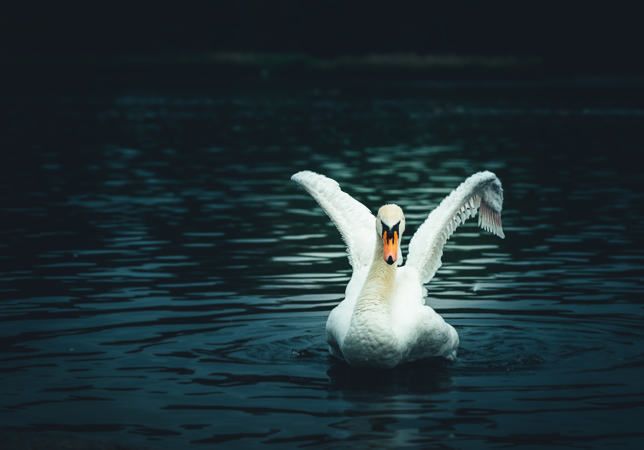 Free download wallpaper Birds, Animal, Wings, Swan, Mute Swan on your PC desktop