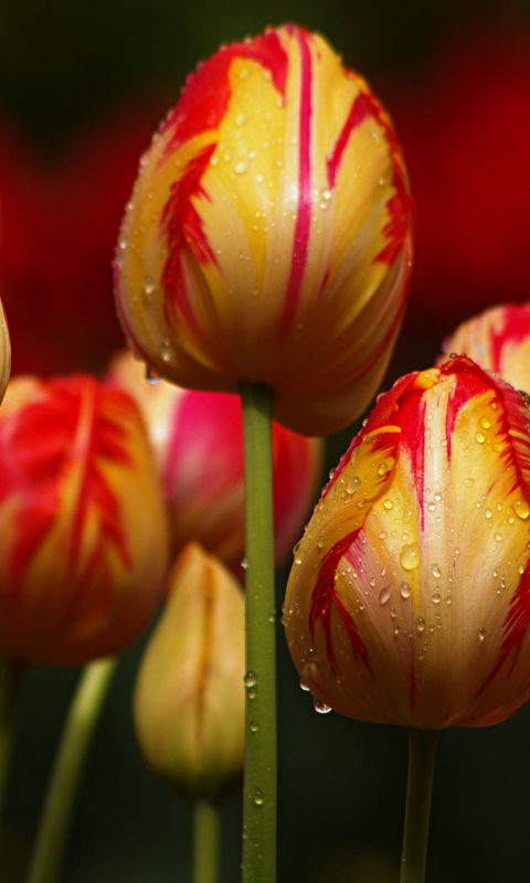 Téléchargez des papiers peints mobile Fleurs, Fleur, Macro, Tulipe, La Nature, Terre/nature gratuitement.