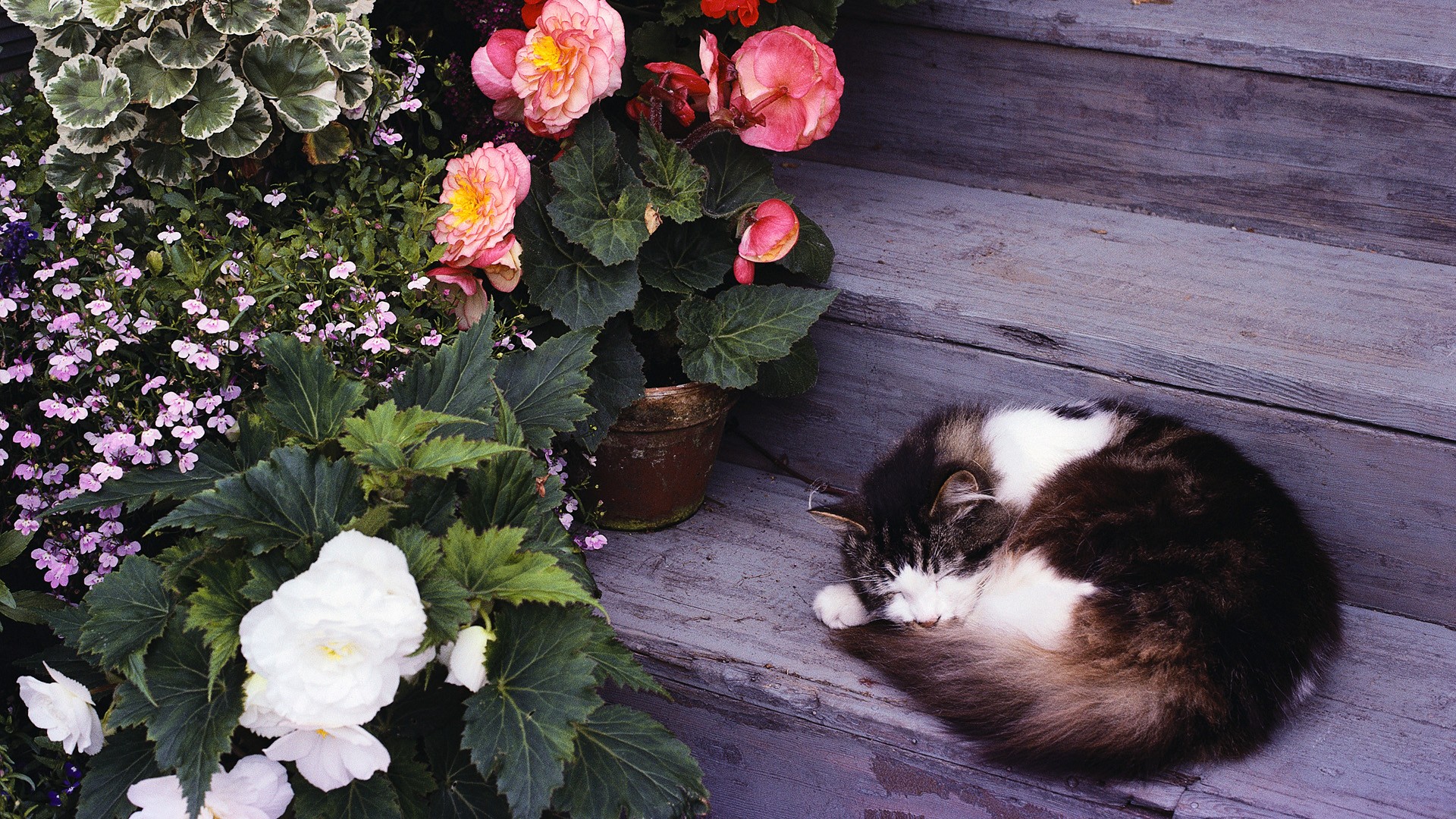 Handy-Wallpaper Katze, Katzen, Tiere kostenlos herunterladen.