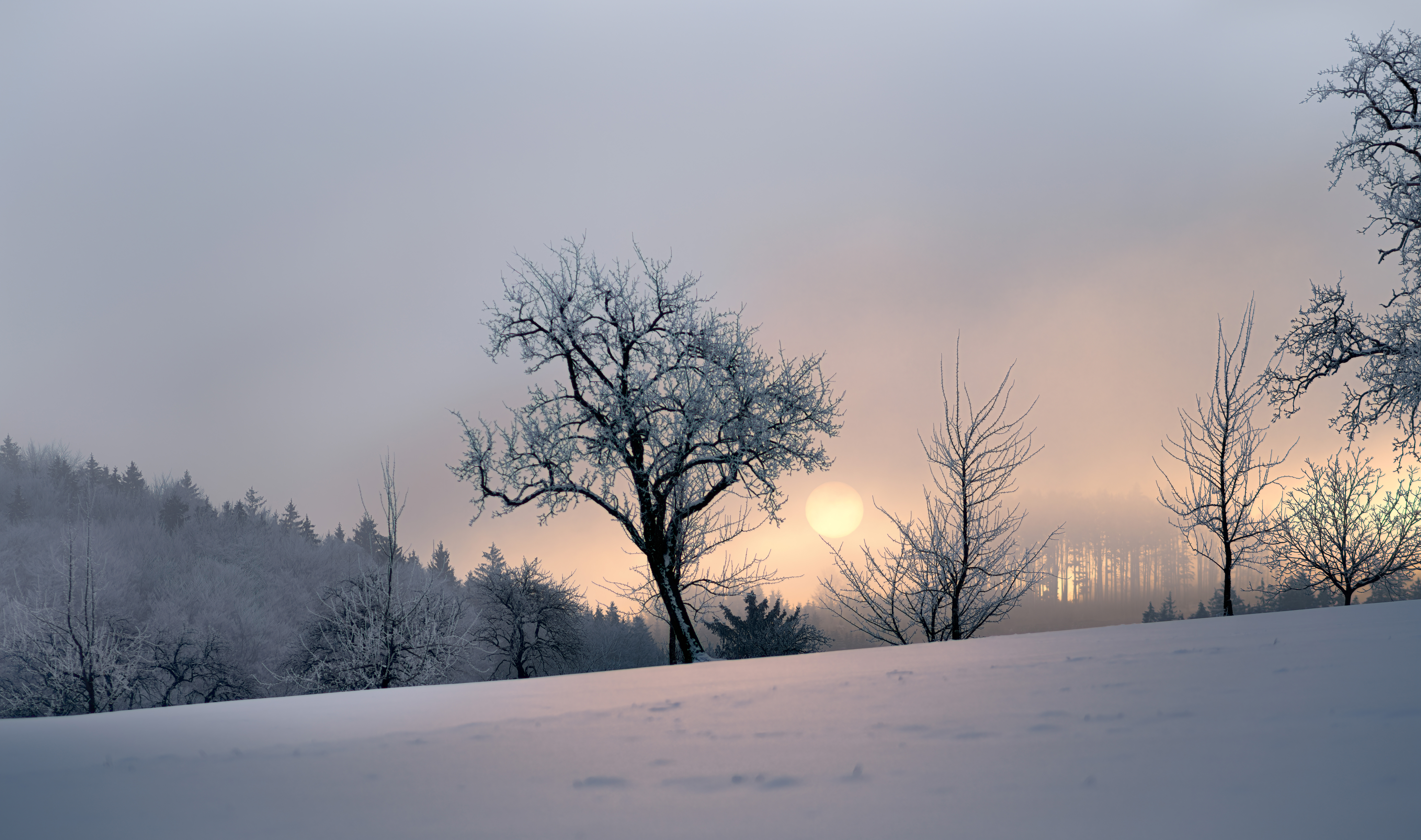 Скачать картинку Деревья, Вечер, Природа, Снег, Закат, Зима в телефон бесплатно.