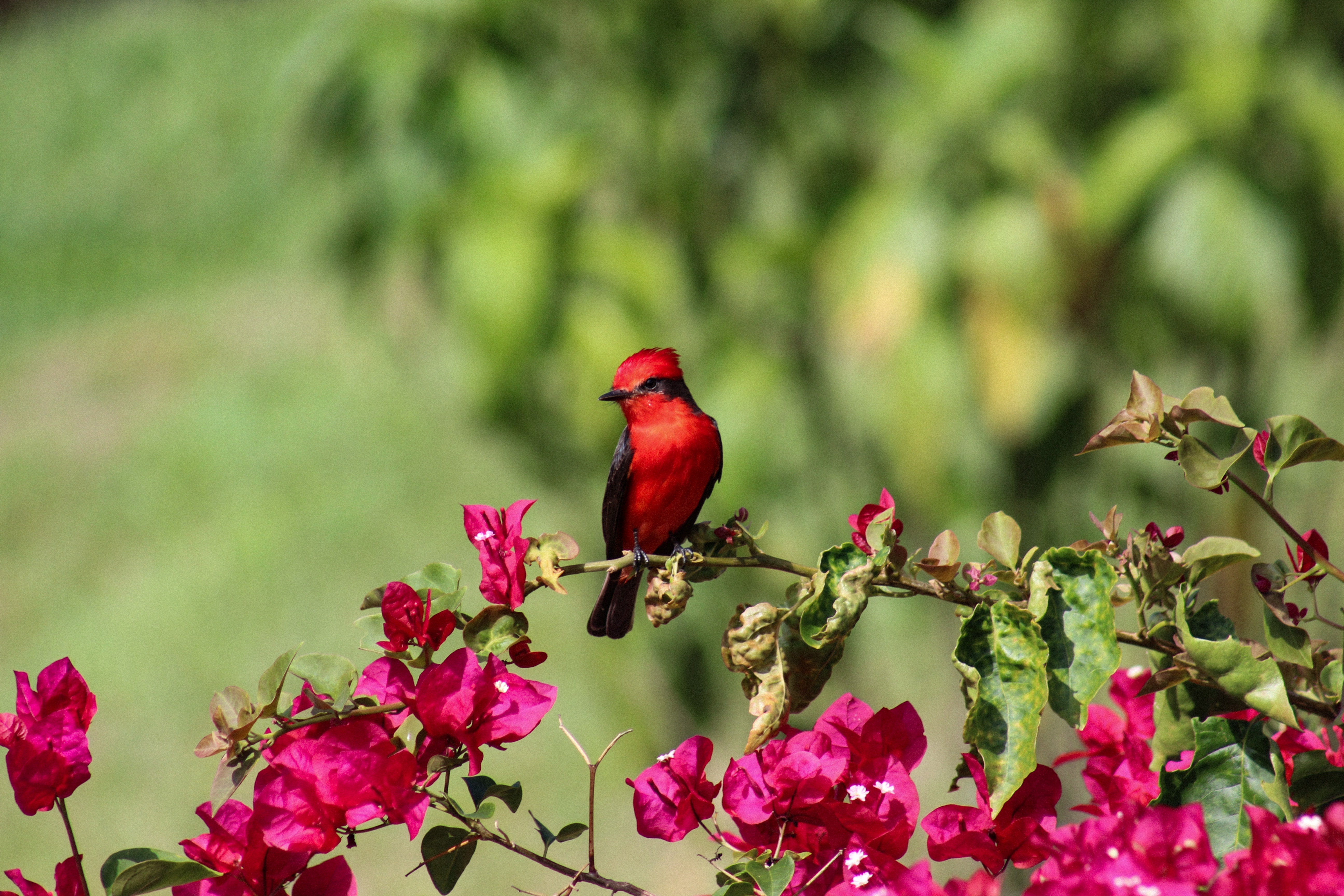 97334 descargar imagen cardenal rojo, animales, flores, rojo, pájaro: fondos de pantalla y protectores de pantalla gratis