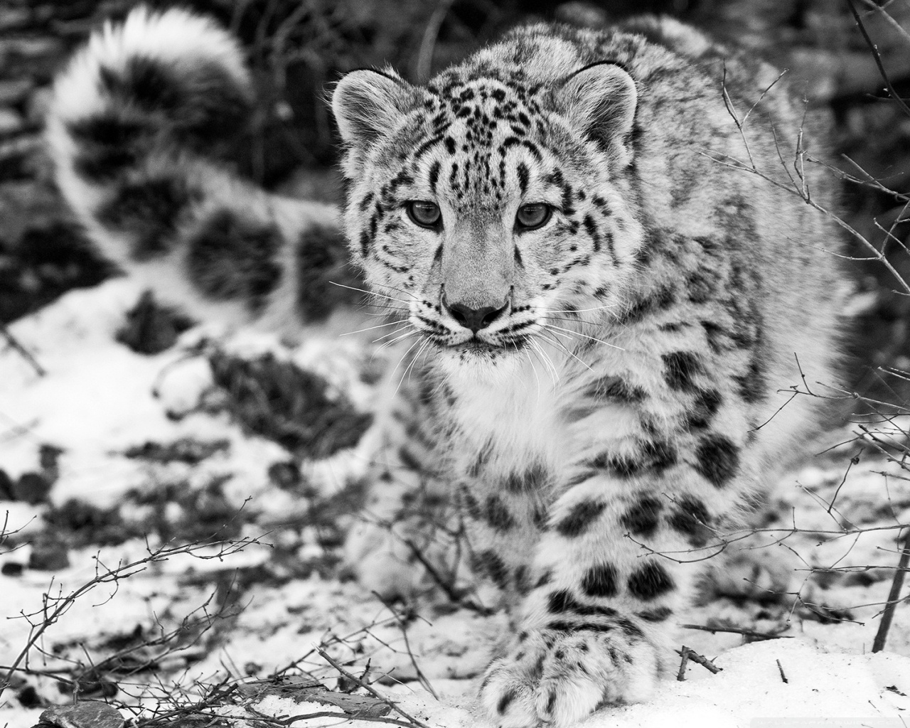 Download mobile wallpaper Snow Leopard, Animal, Black & White for free.