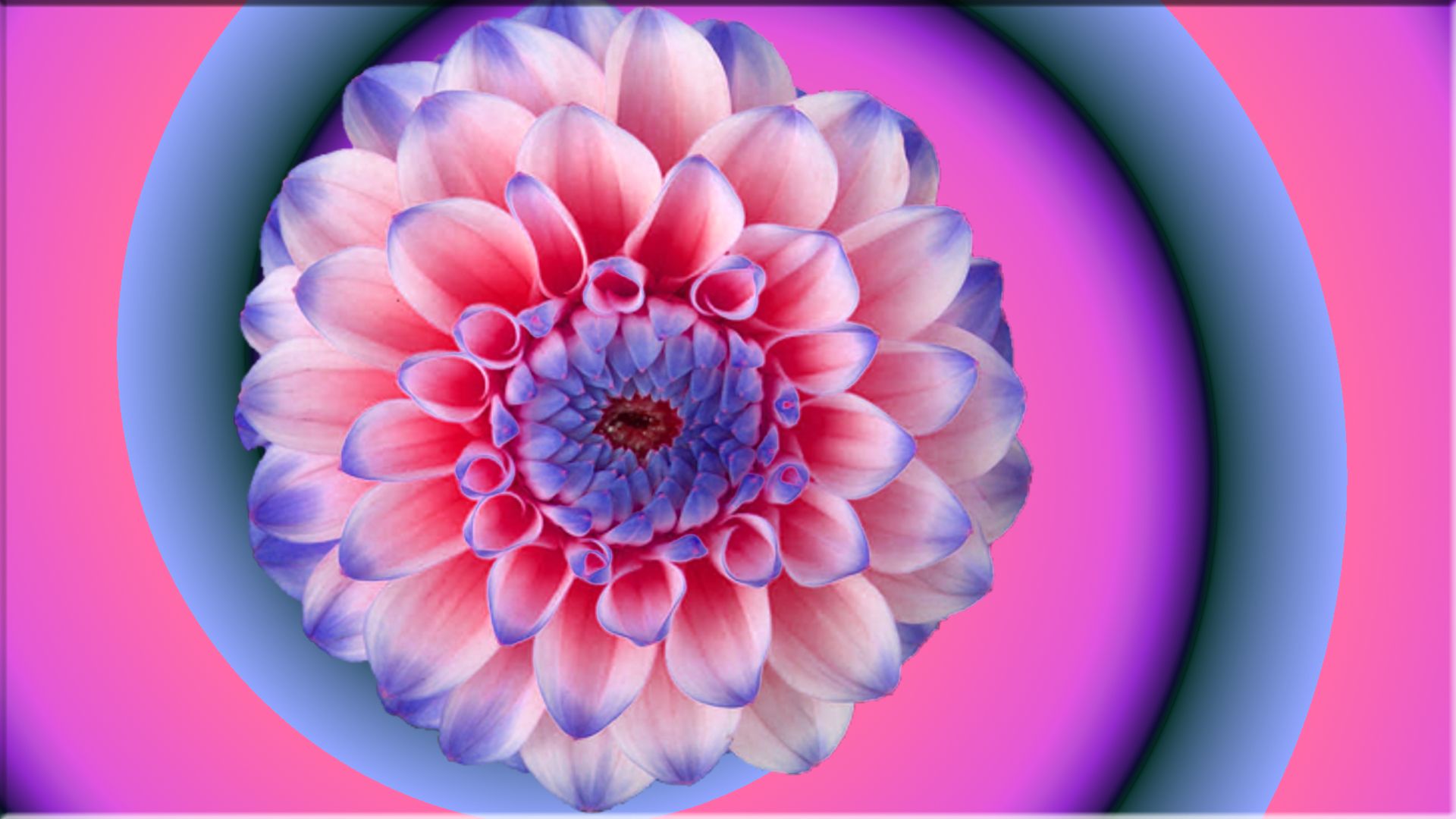 293233 завантажити картинку земля, квітка, градієнт, рожевий, фіолетовий, флауерзи - шпалери і заставки безкоштовно
