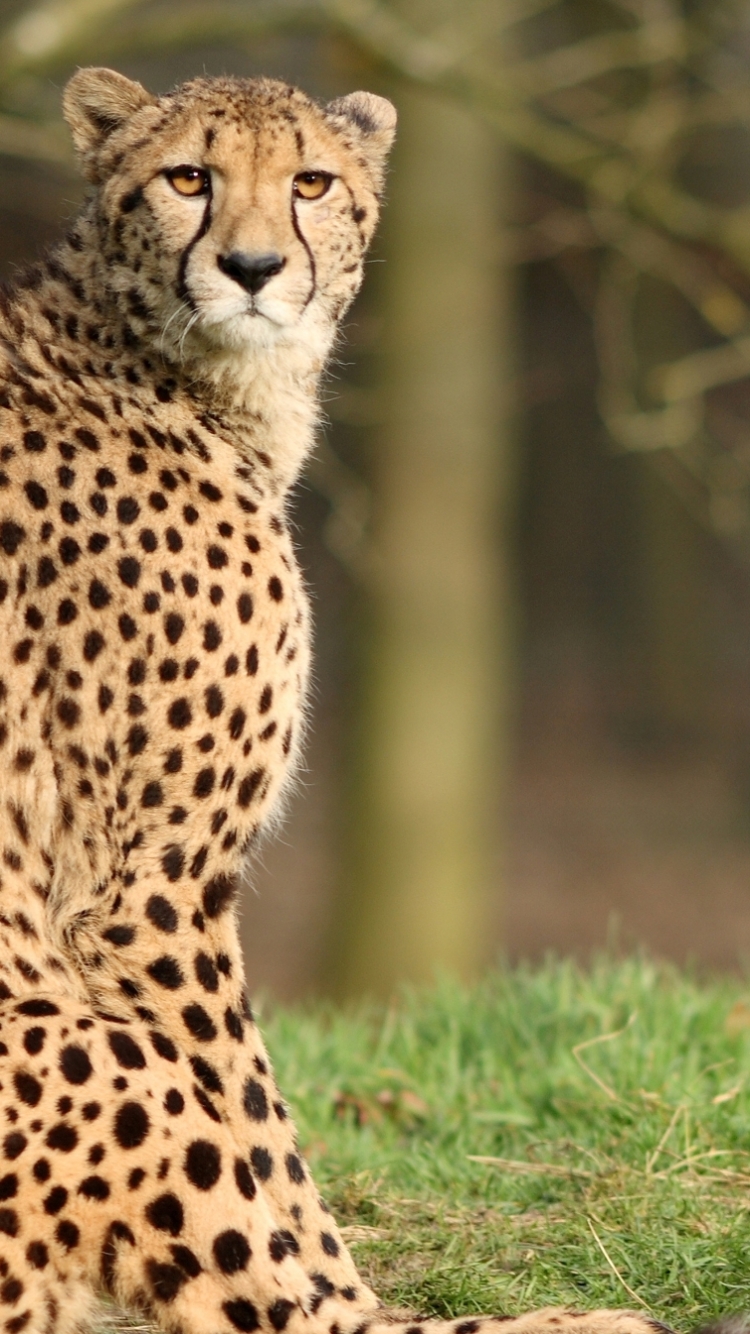 Download mobile wallpaper Cats, Cheetah, Animal for free.