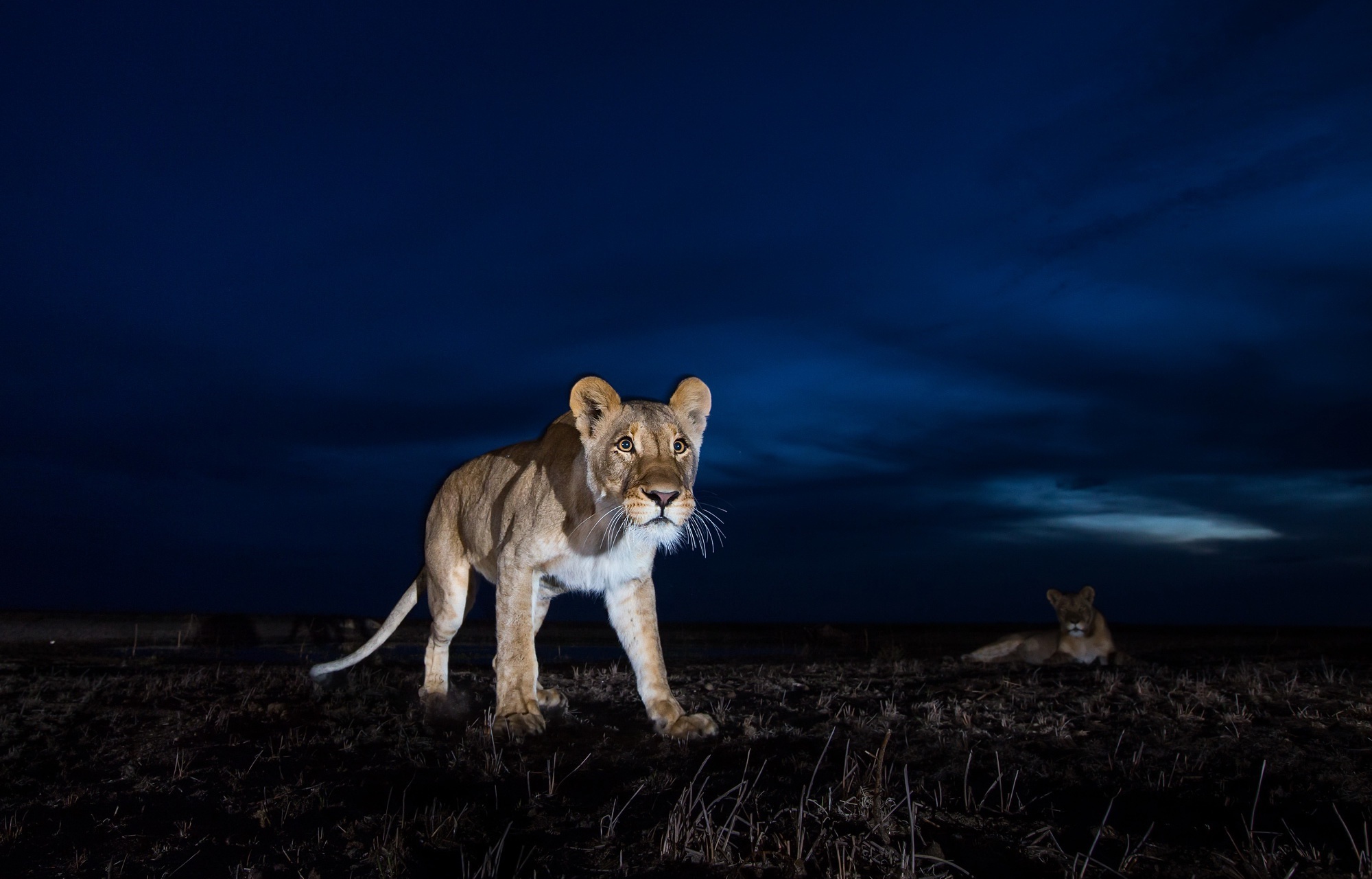 Téléchargez des papiers peints mobile Animaux, Chats, Nuit, Lion gratuitement.