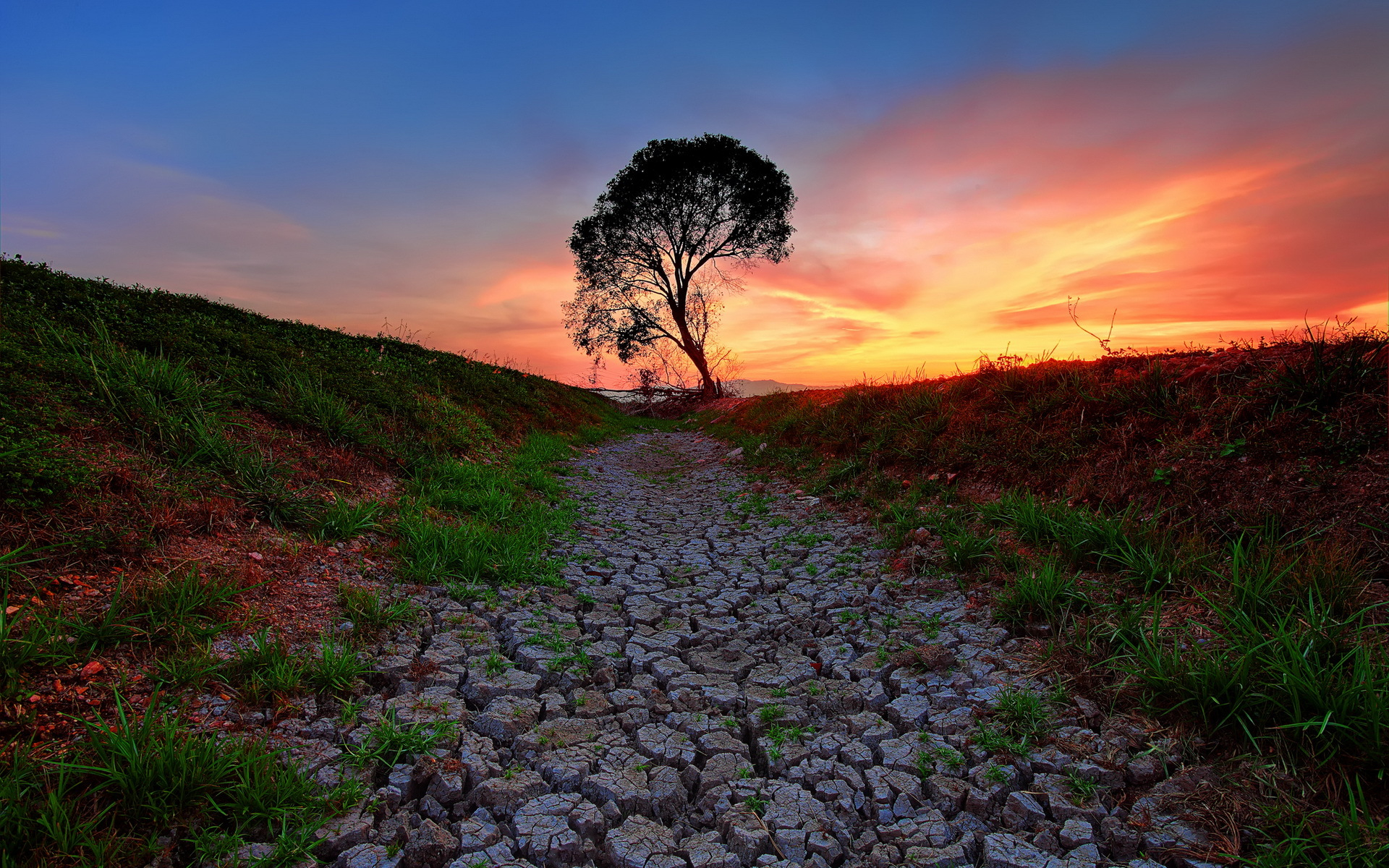 Download mobile wallpaper Trees, Lonely Tree, Tree, Path, Grass, Earth, Sky, Sunset for free.