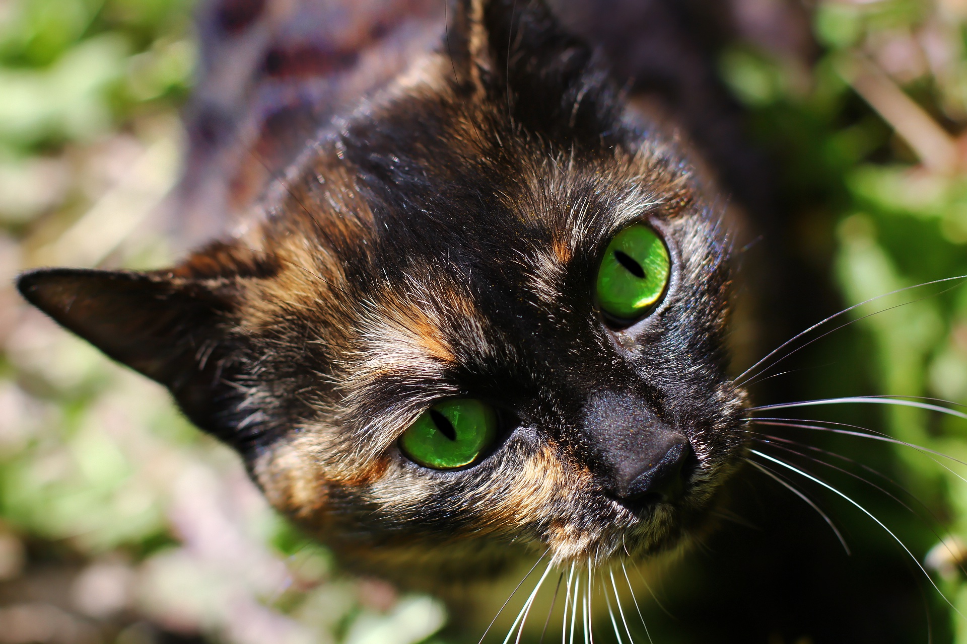 Handy-Wallpaper Tiere, Katzen, Katze kostenlos herunterladen.