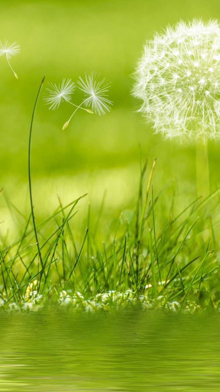Download mobile wallpaper Water, Grass, Flower, Plant, Earth, Artistic, Dandelion for free.