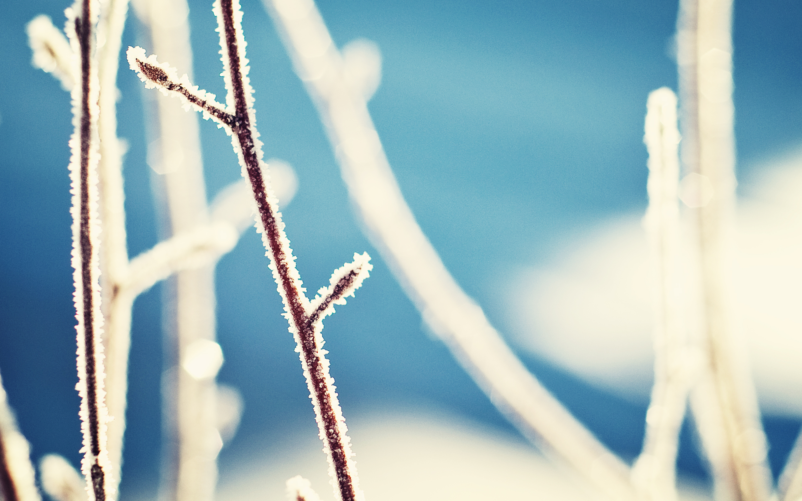 Free download wallpaper Branch, Earth, Frost on your PC desktop