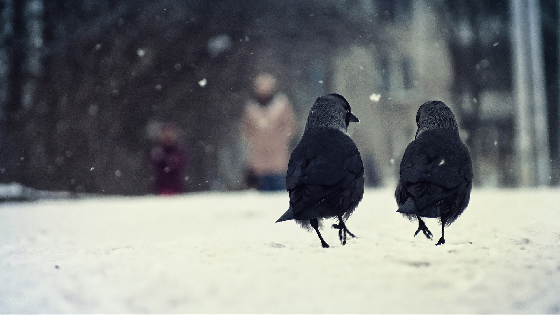 Téléchargez des papiers peints mobile Oiseau, Des Oiseaux, Animaux gratuitement.