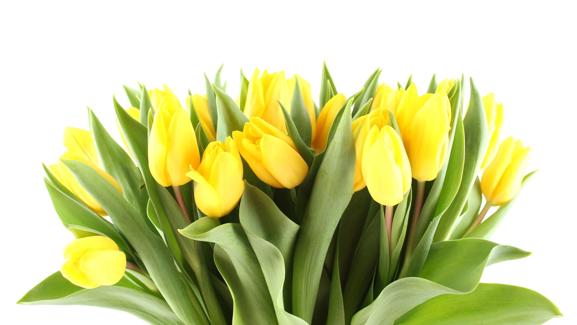 Завантажити шпалери безкоштовно Квіти, Рослини, Тюльпани картинка на робочий стіл ПК
