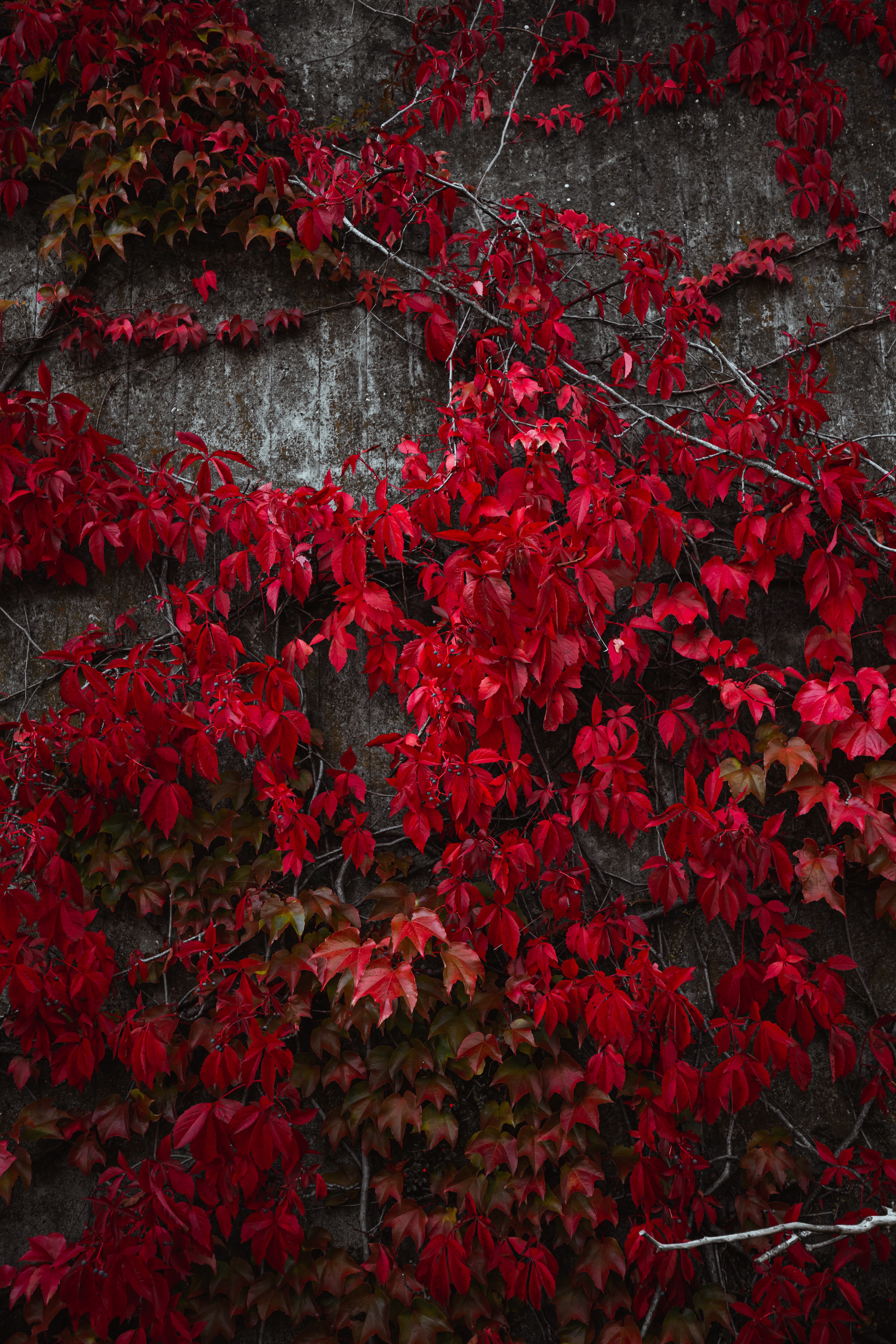 Desktop FHD nature, autumn, leaves, red, plant, ivy