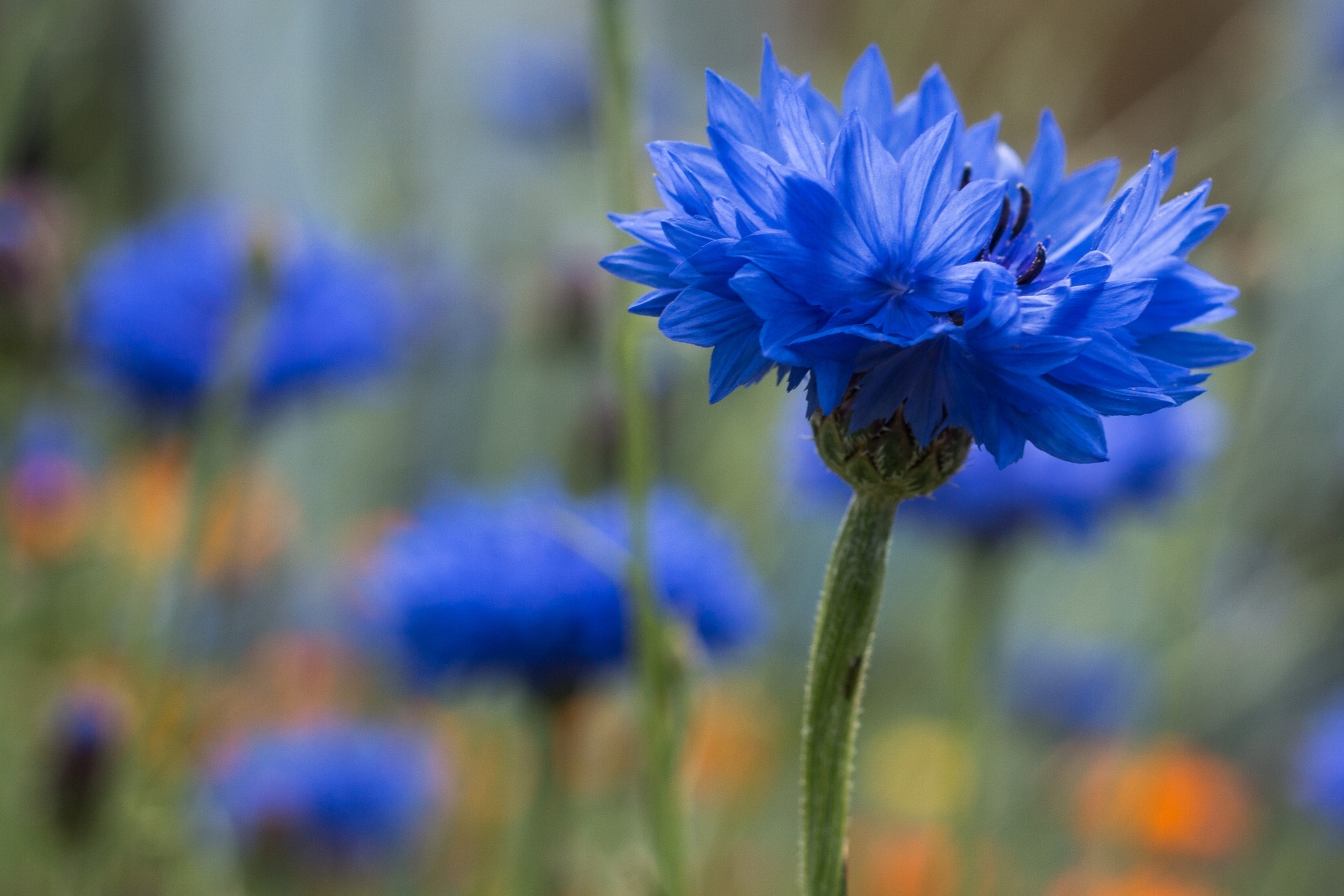 396682 descargar fondo de pantalla tierra/naturaleza, equinácea, flor azul, difuminado, de cerca, flor, flores: protectores de pantalla e imágenes gratis