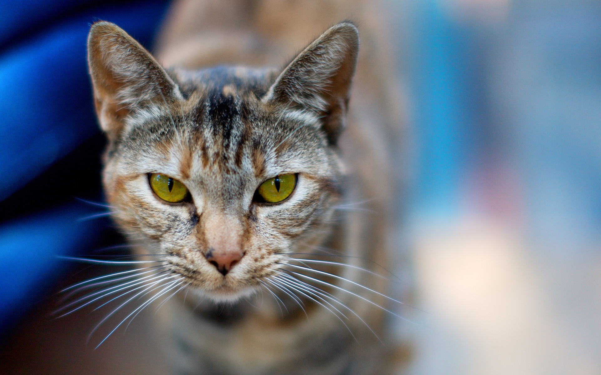 Baixar papel de parede para celular de Animais, Gatos, Gato gratuito.