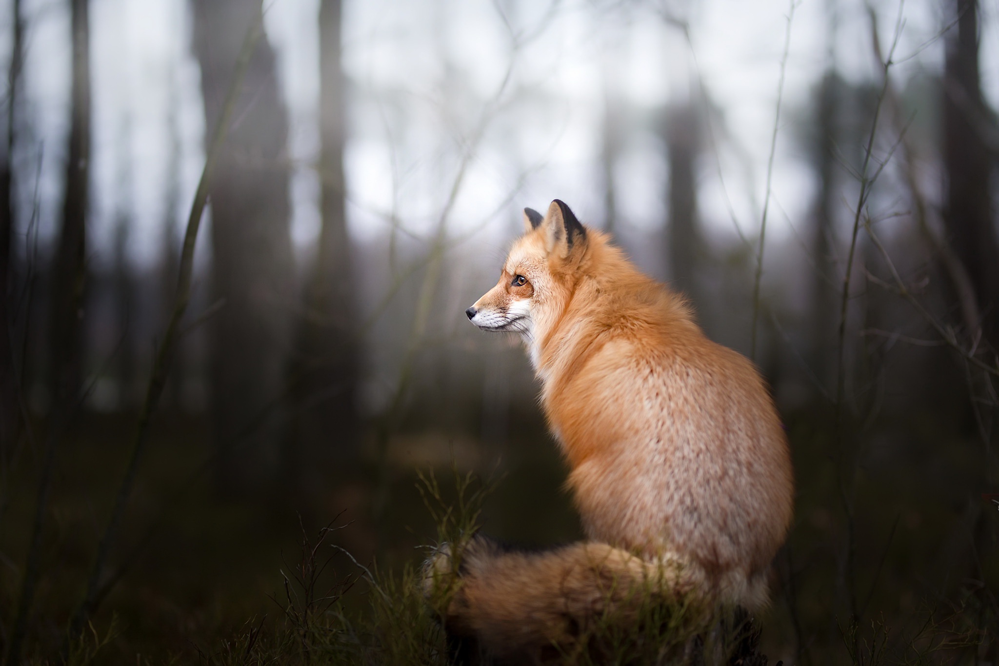 Laden Sie das Tiere, Fuchs, Tiefenschärfe-Bild kostenlos auf Ihren PC-Desktop herunter