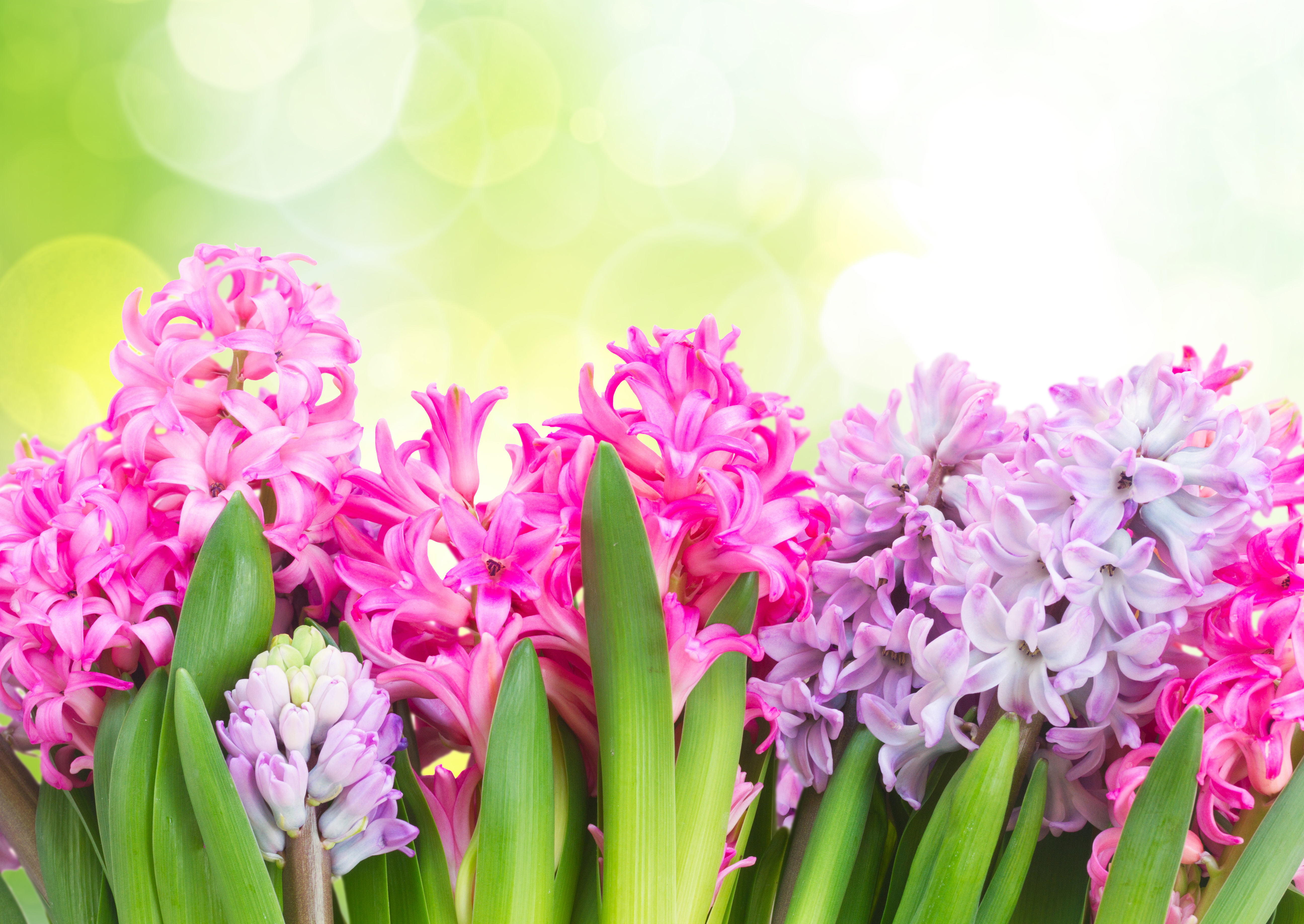 無料モバイル壁紙フラワーズ, ヒヤシンス, 花, 地球, ピンクの花, 紫色の花をダウンロードします。