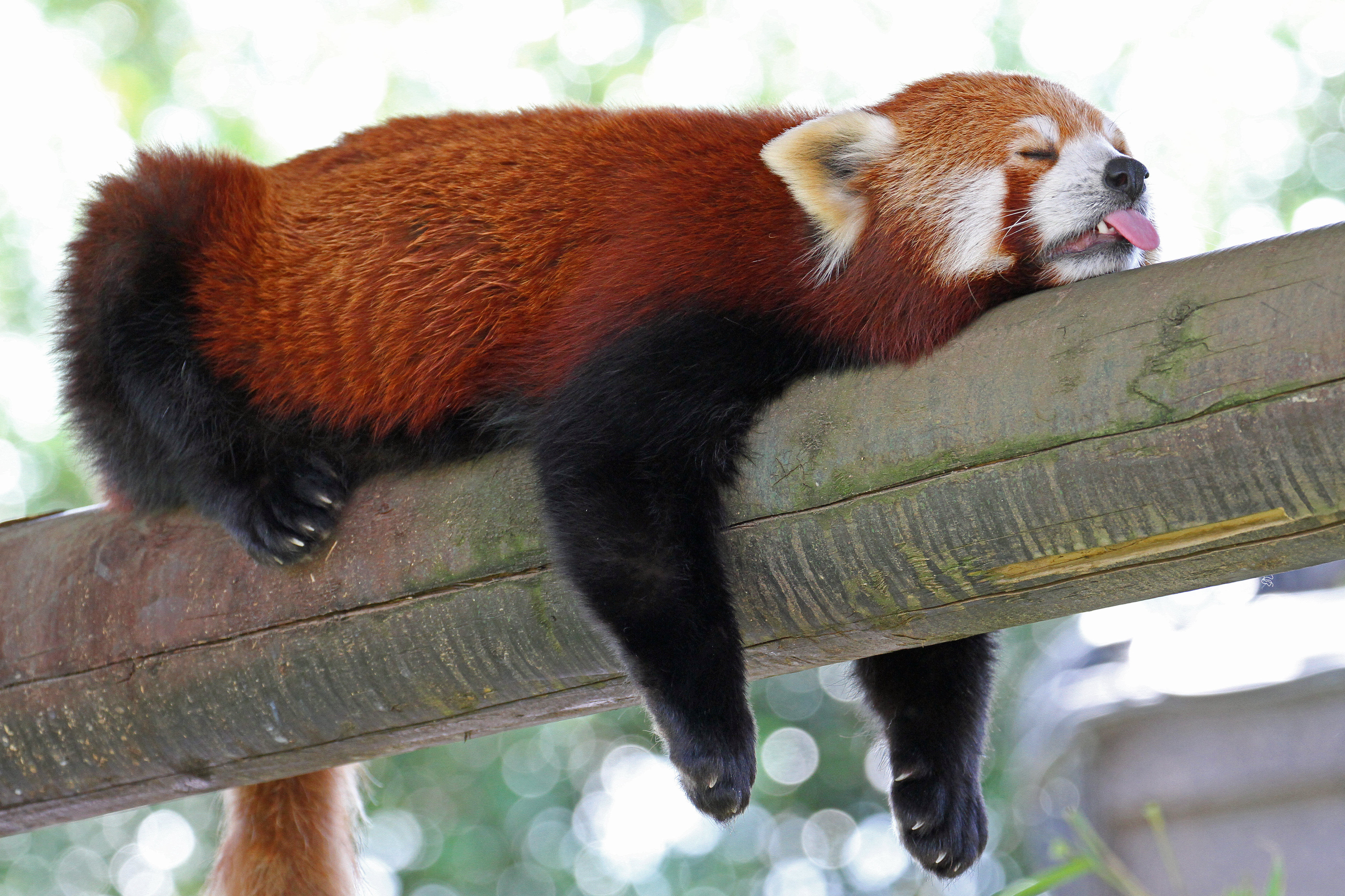 Free download wallpaper Animal, Sleeping, Red Panda on your PC desktop