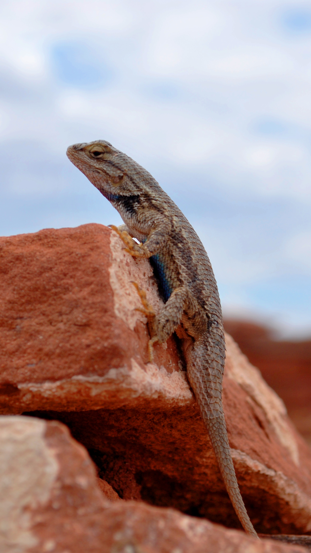 Download mobile wallpaper Animal, Lizard, Reptile, Reptiles, Depth Of Field for free.