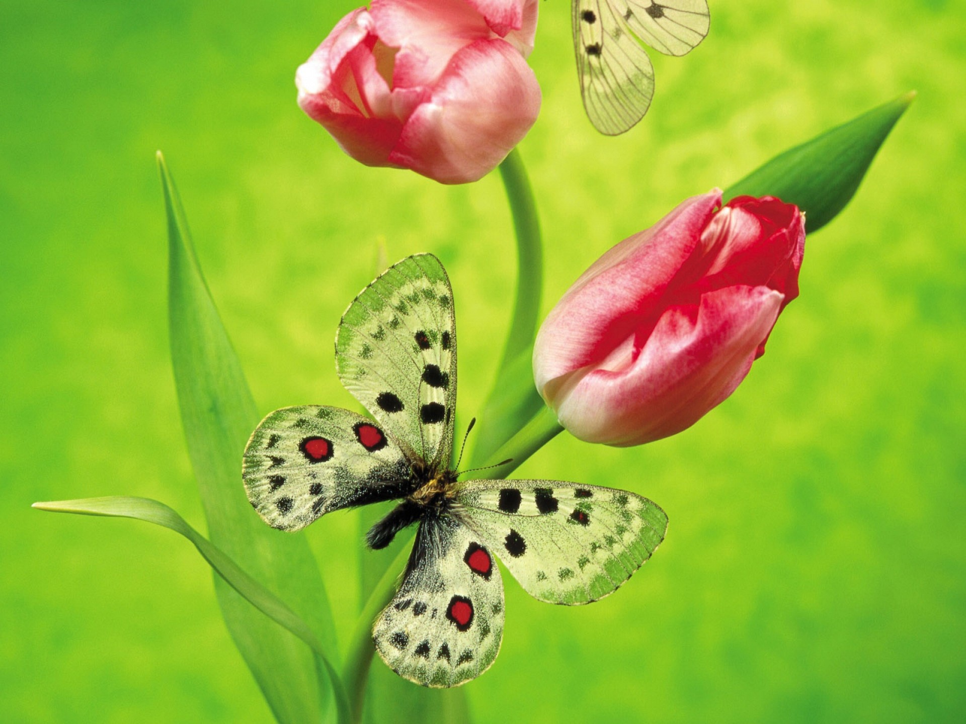 Handy-Wallpaper Tulpe, Schmetterlinge, Tiere kostenlos herunterladen.