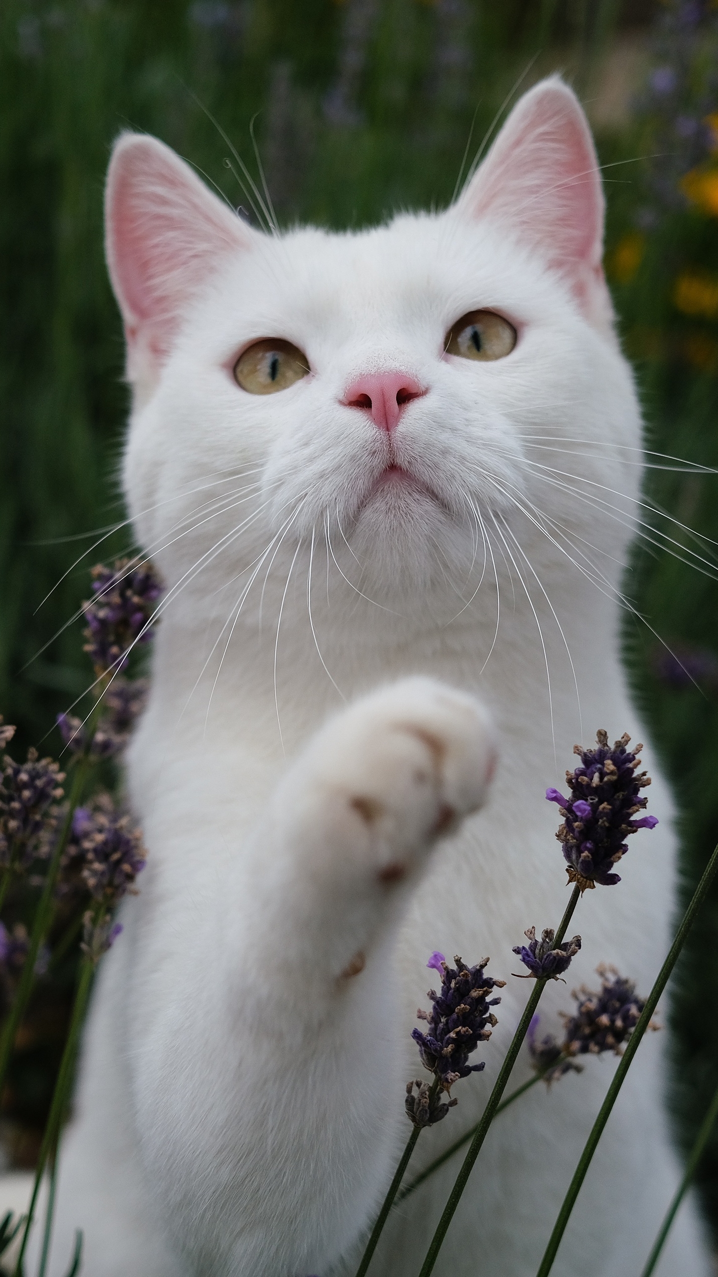 Descarga gratuita de fondo de pantalla para móvil de Animales, Gatos, Gato.