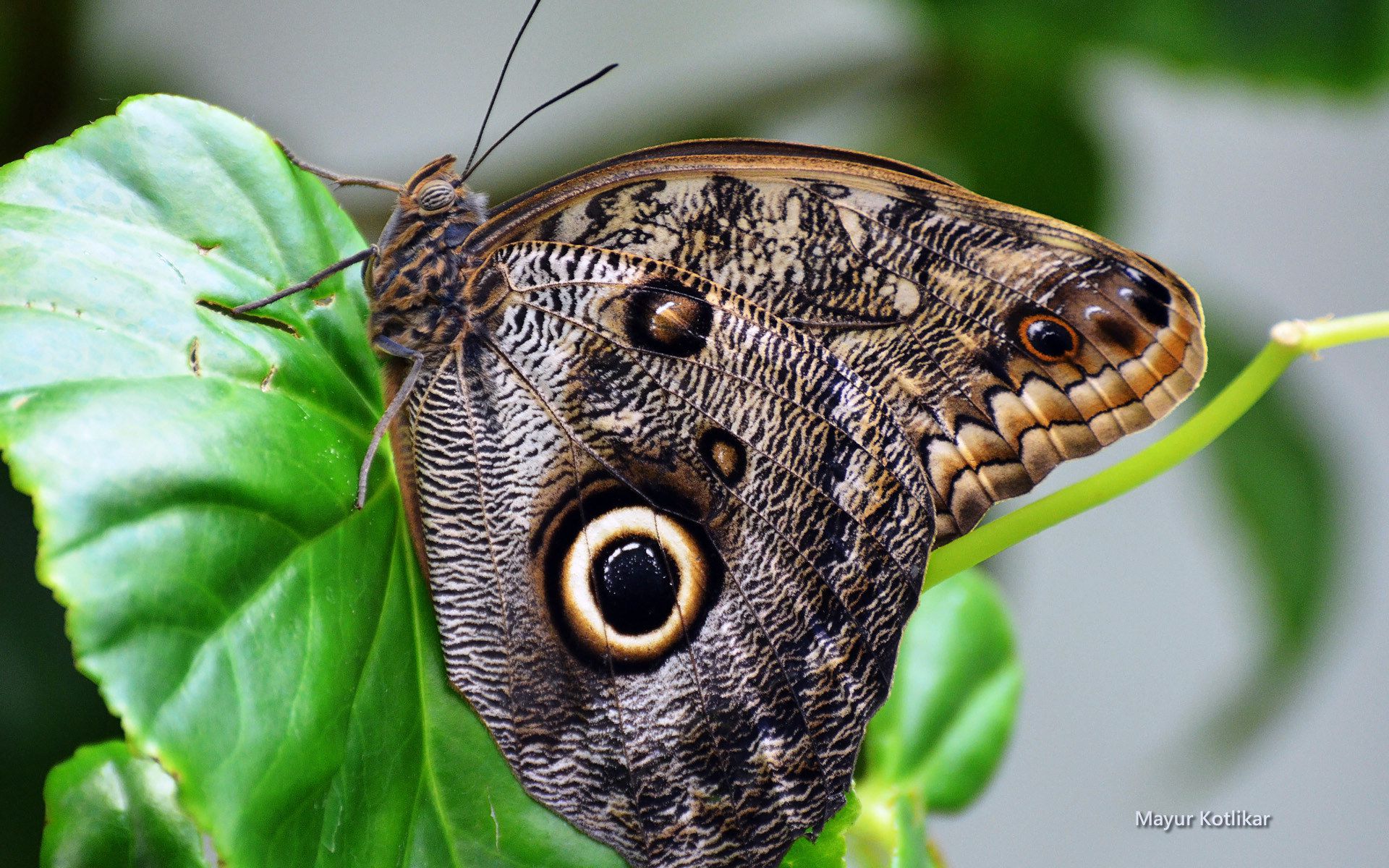 Free download wallpaper Butterfly, Animal on your PC desktop