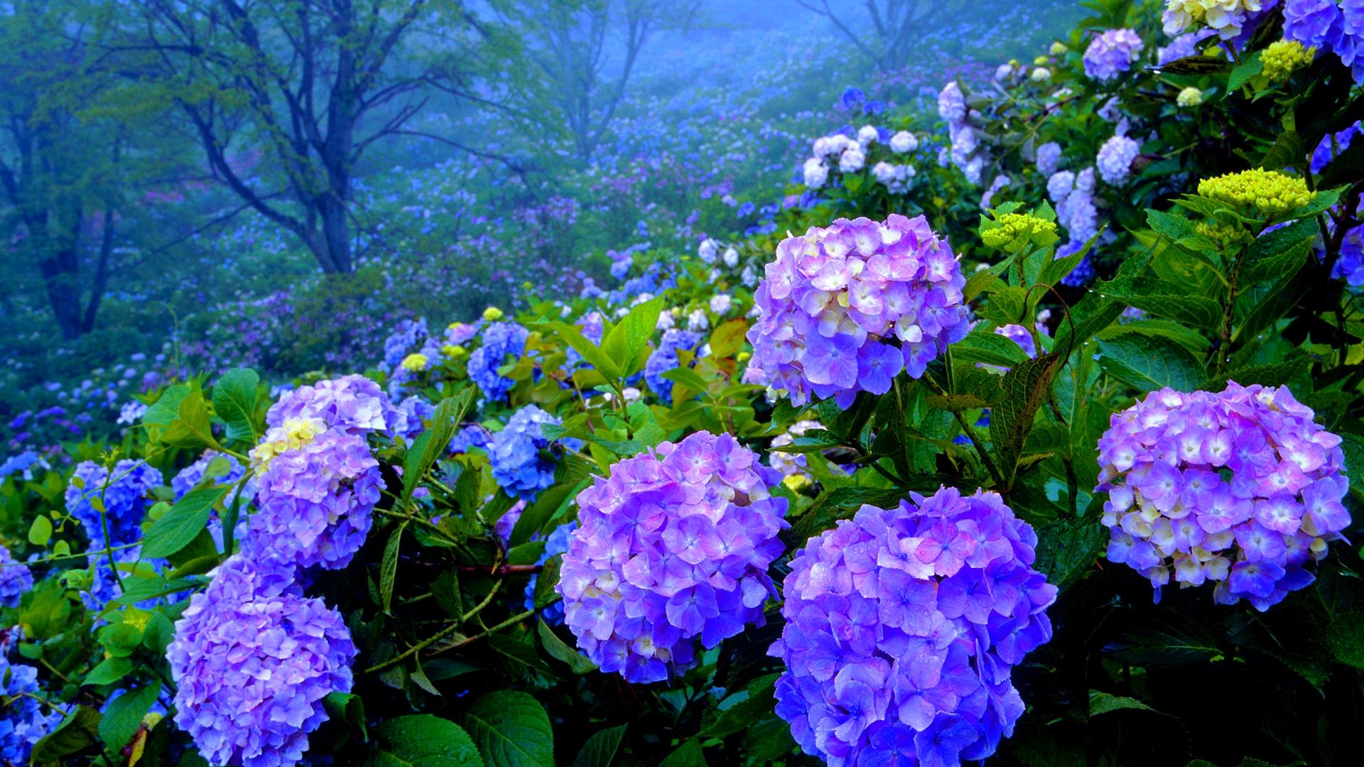 Free download wallpaper Flowers, Flower, Earth, Hydrangea, Purple Flower on your PC desktop