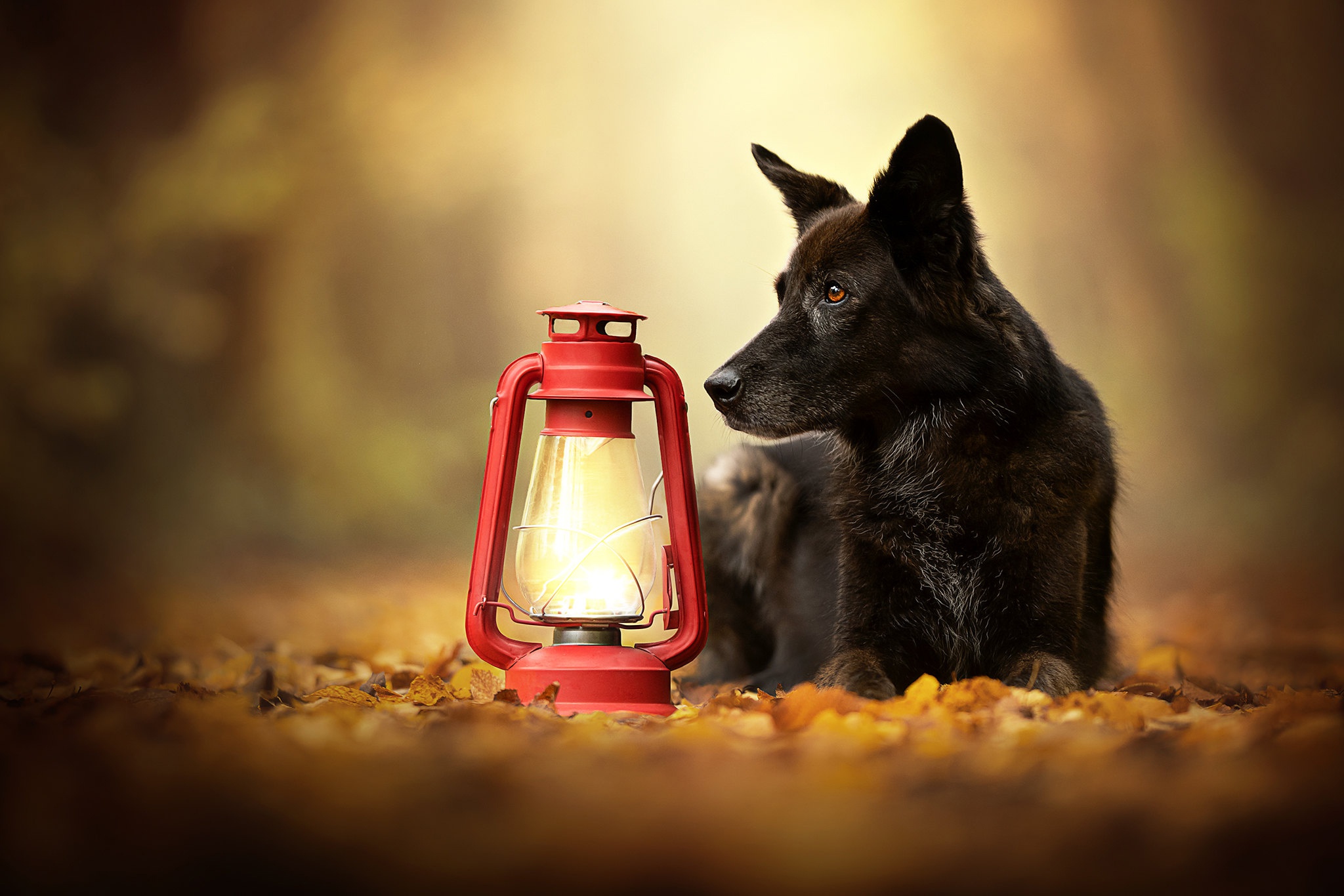 Download mobile wallpaper Dogs, Dog, Fall, Lantern, Animal, Depth Of Field for free.