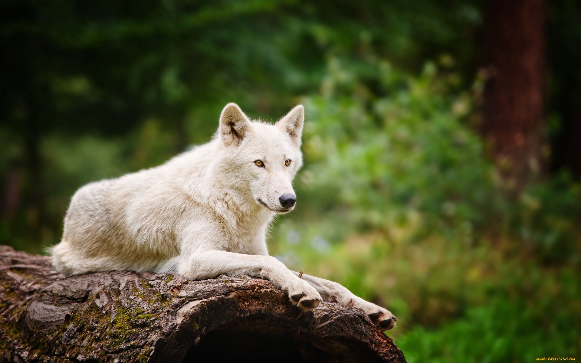 579823 télécharger l'image loup arctique, animaux - fonds d'écran et économiseurs d'écran gratuits
