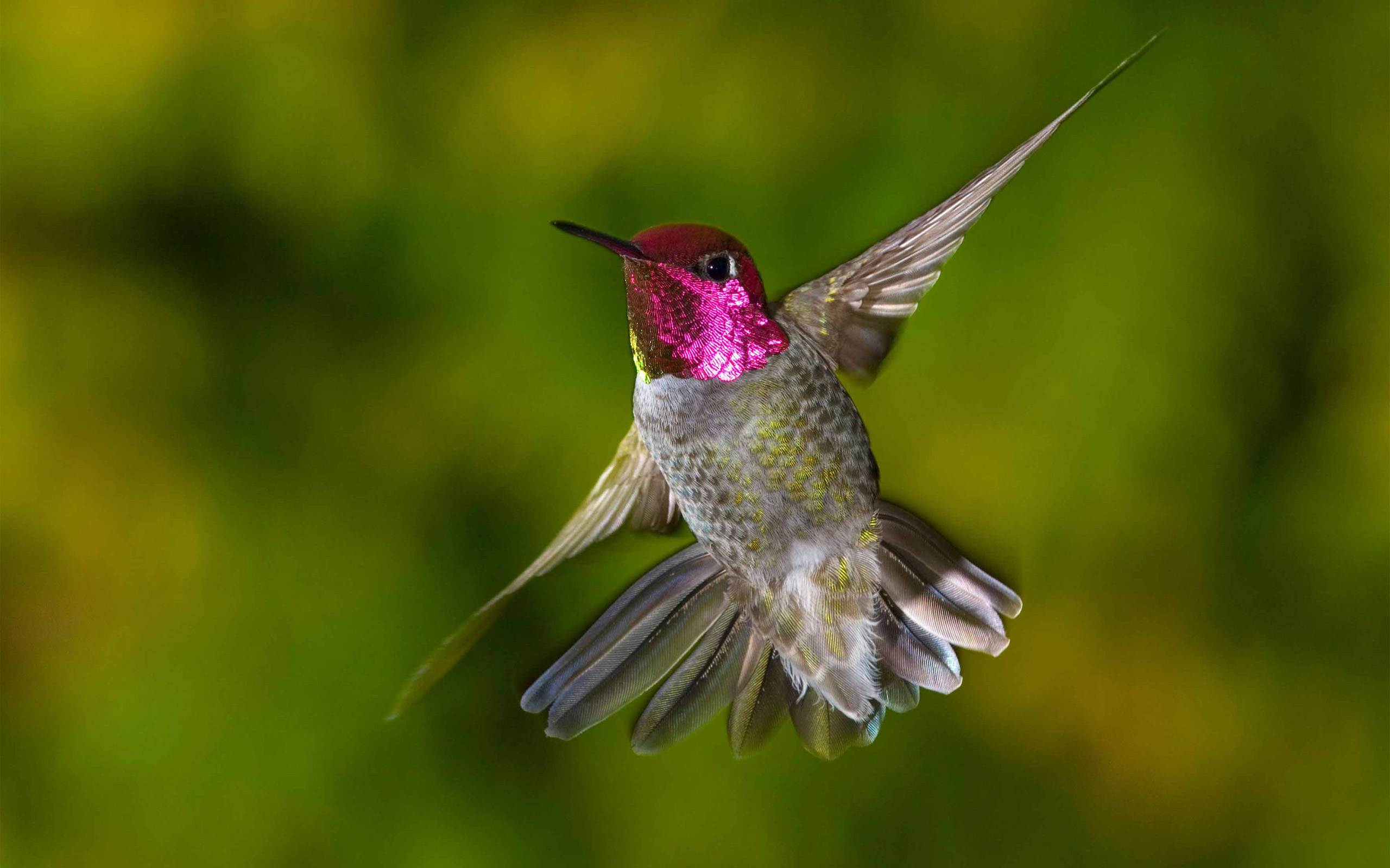 Laden Sie das Tiere, Vögel, Kolibri-Bild kostenlos auf Ihren PC-Desktop herunter