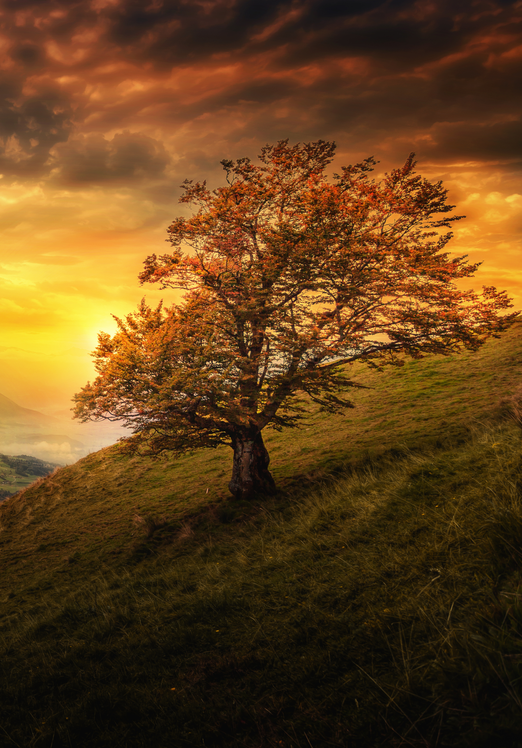 Download mobile wallpaper Trees, Sunset, Tree, Earth, Evening, Switzerland, Lonely Tree for free.