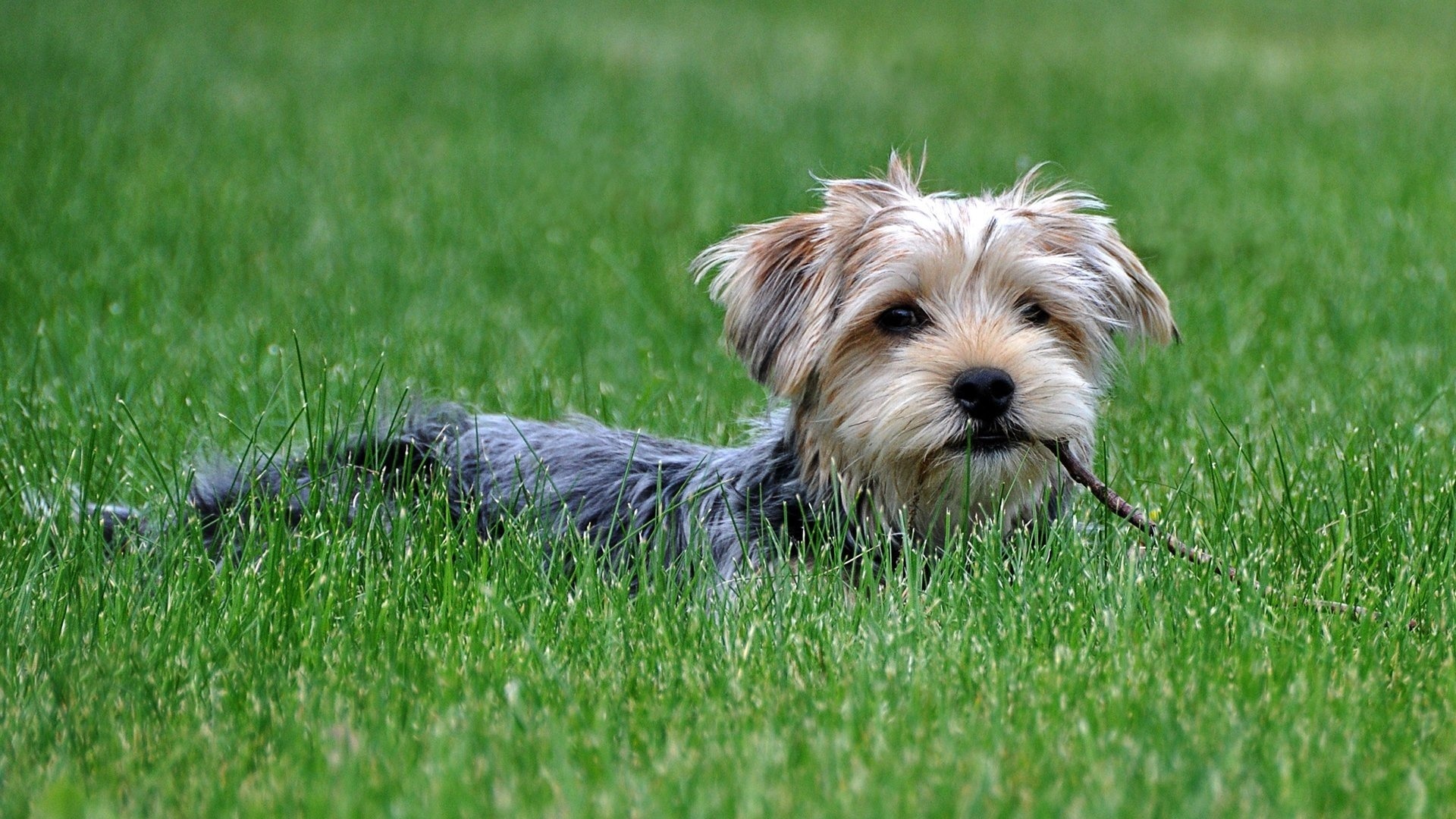 Handy-Wallpaper Tiere, Hunde, Hund kostenlos herunterladen.