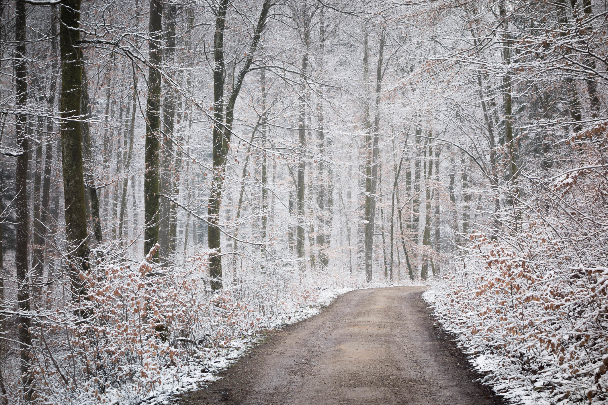 Download mobile wallpaper Winter, Nature, Snow, Forest, Earth, Path for free.