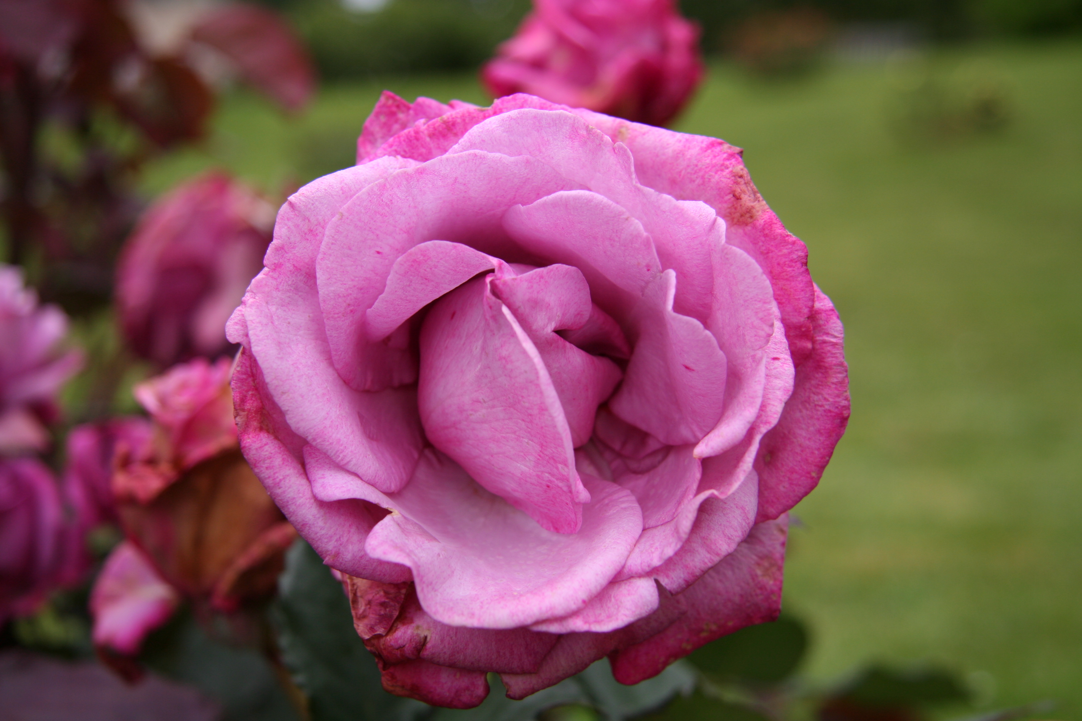 Descarga gratuita de fondo de pantalla para móvil de Flores, Rosa, Tierra/naturaleza.