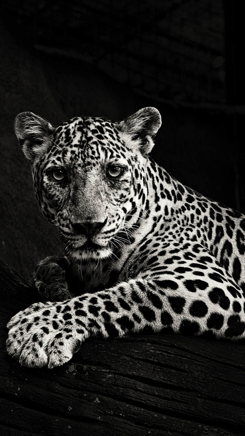 Download mobile wallpaper Cats, Leopard, Animal for free.