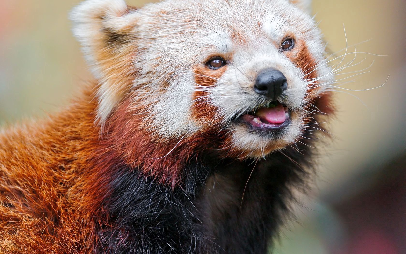 Download mobile wallpaper Sight, Opinion, Animal, Muzzle, Animals, Red Panda, Color for free.