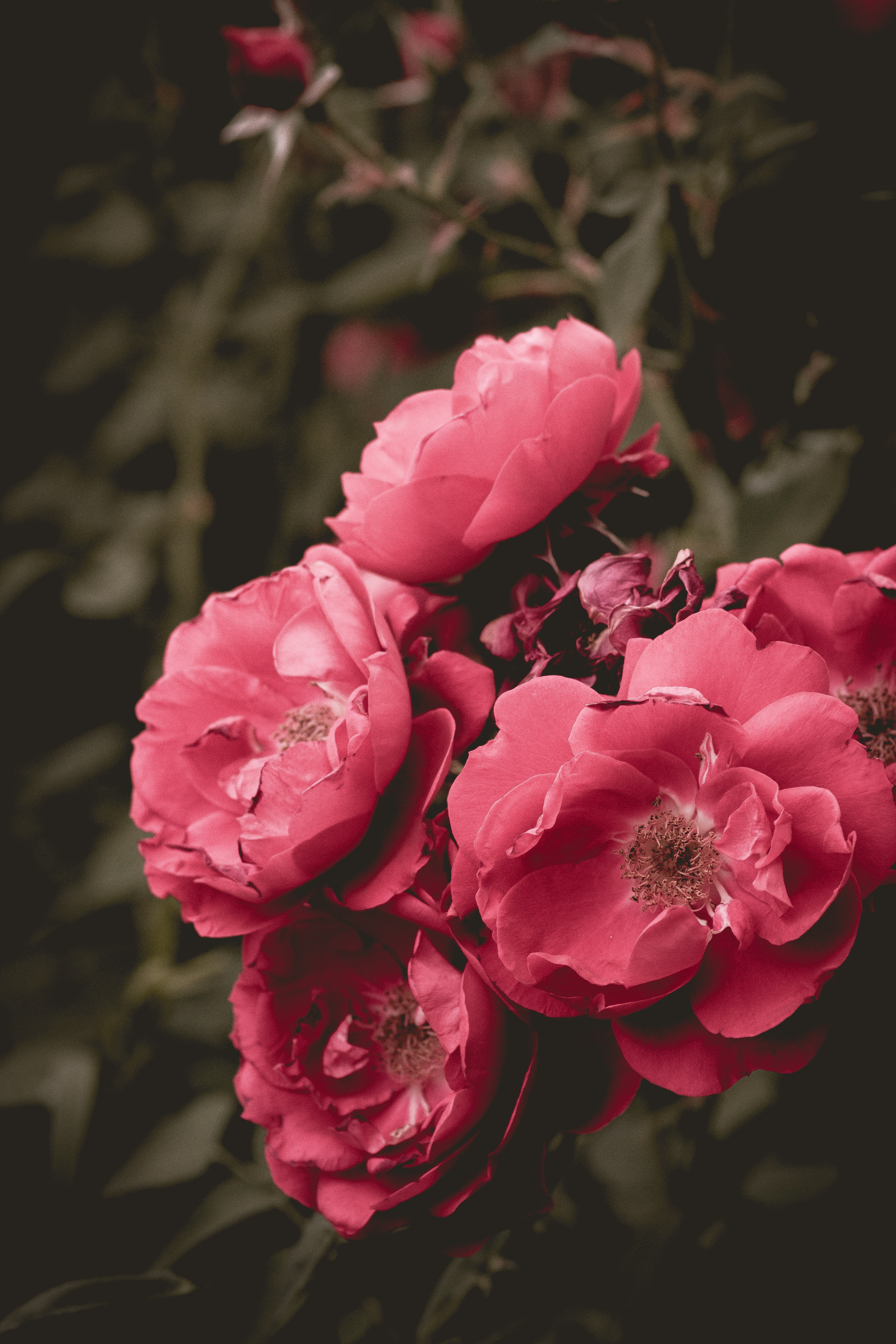 68659壁紙のダウンロードフラワーズ, ピンク, ブッシュ, 花, 咲く, 開花, 野薔薇, ワイルドローズ-スクリーンセーバーと写真を無料で