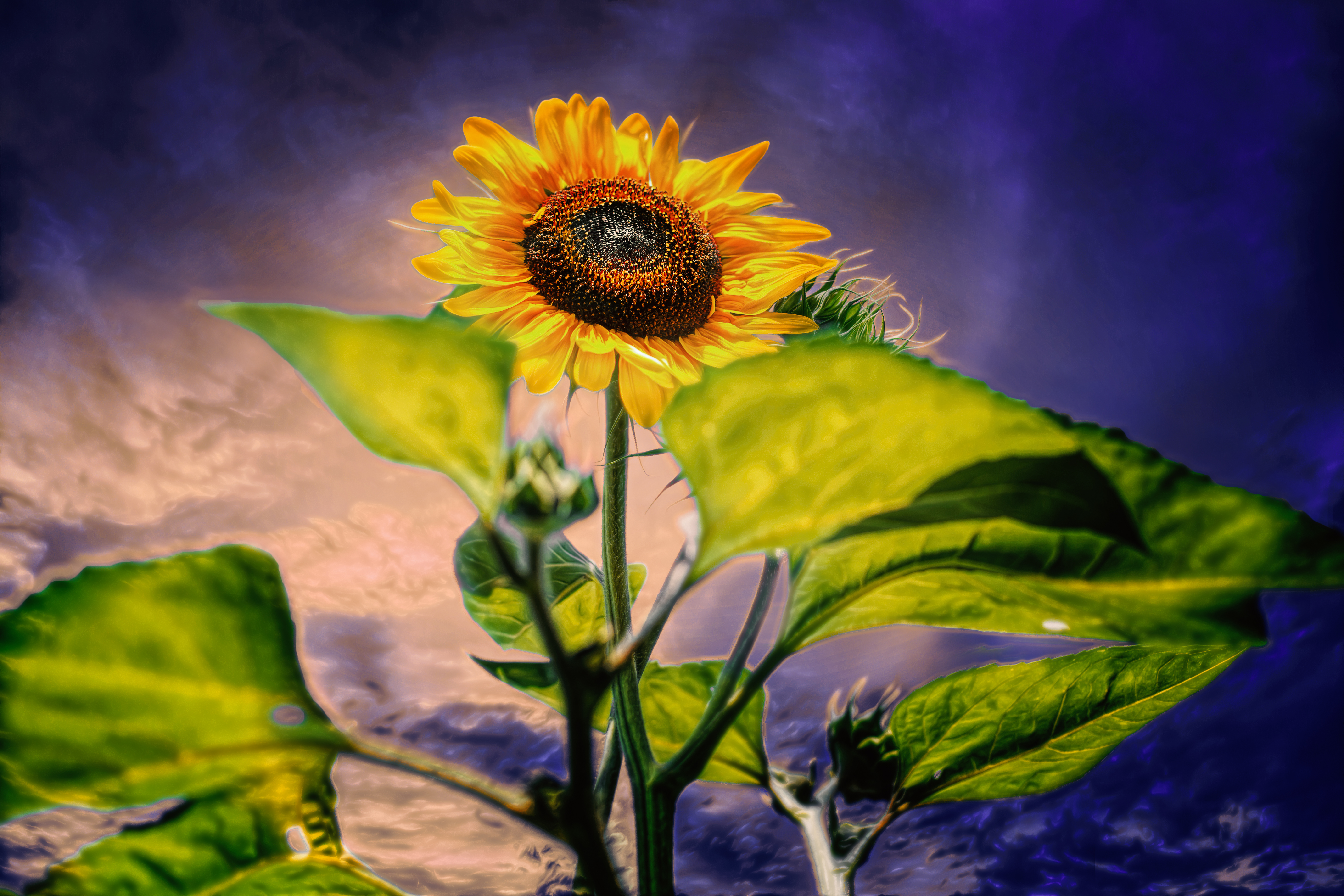 Download mobile wallpaper Flowers, Earth, Evening, Sunflower for free.
