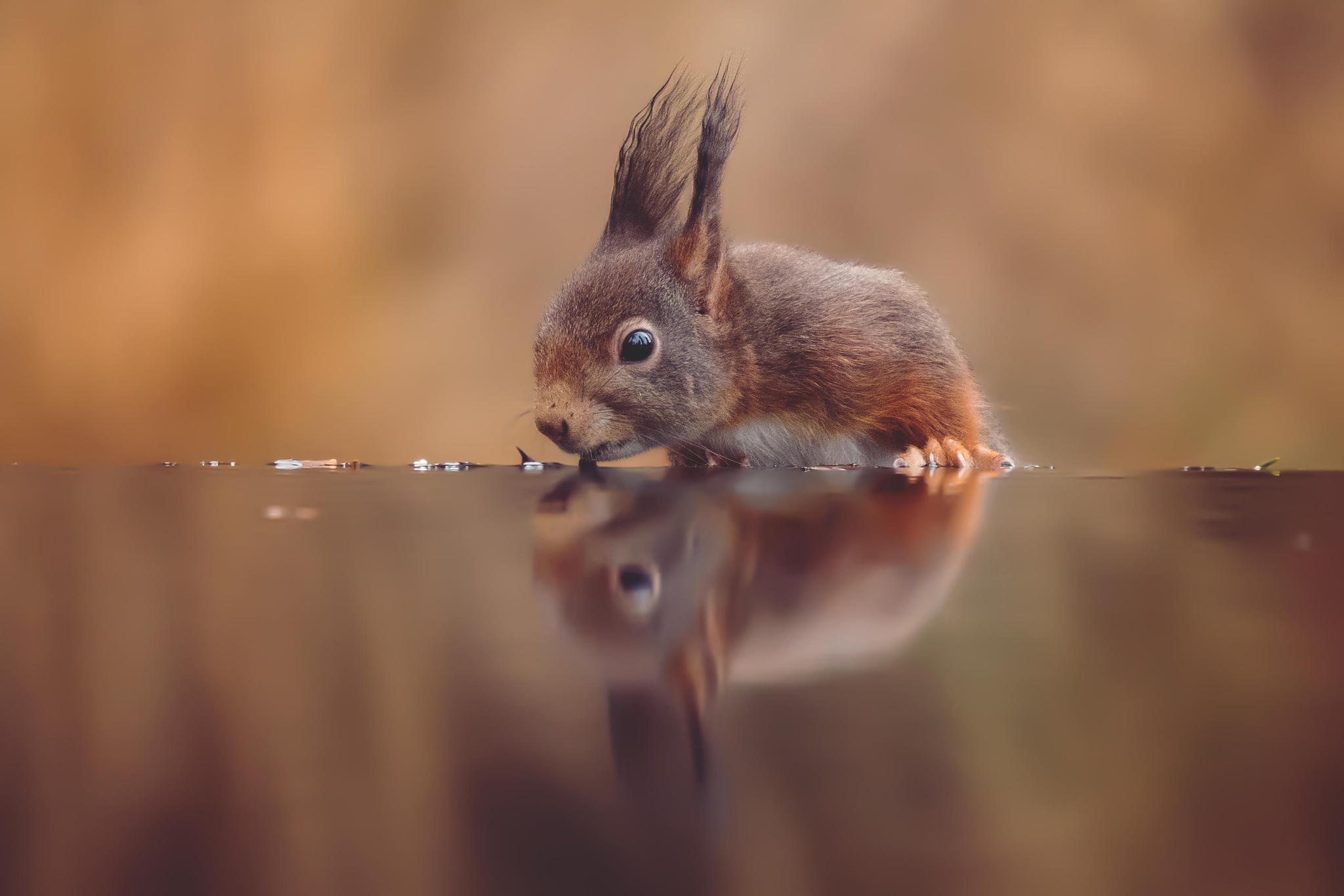 Download mobile wallpaper Squirrel, Water, Reflection, Animal, Rodent for free.