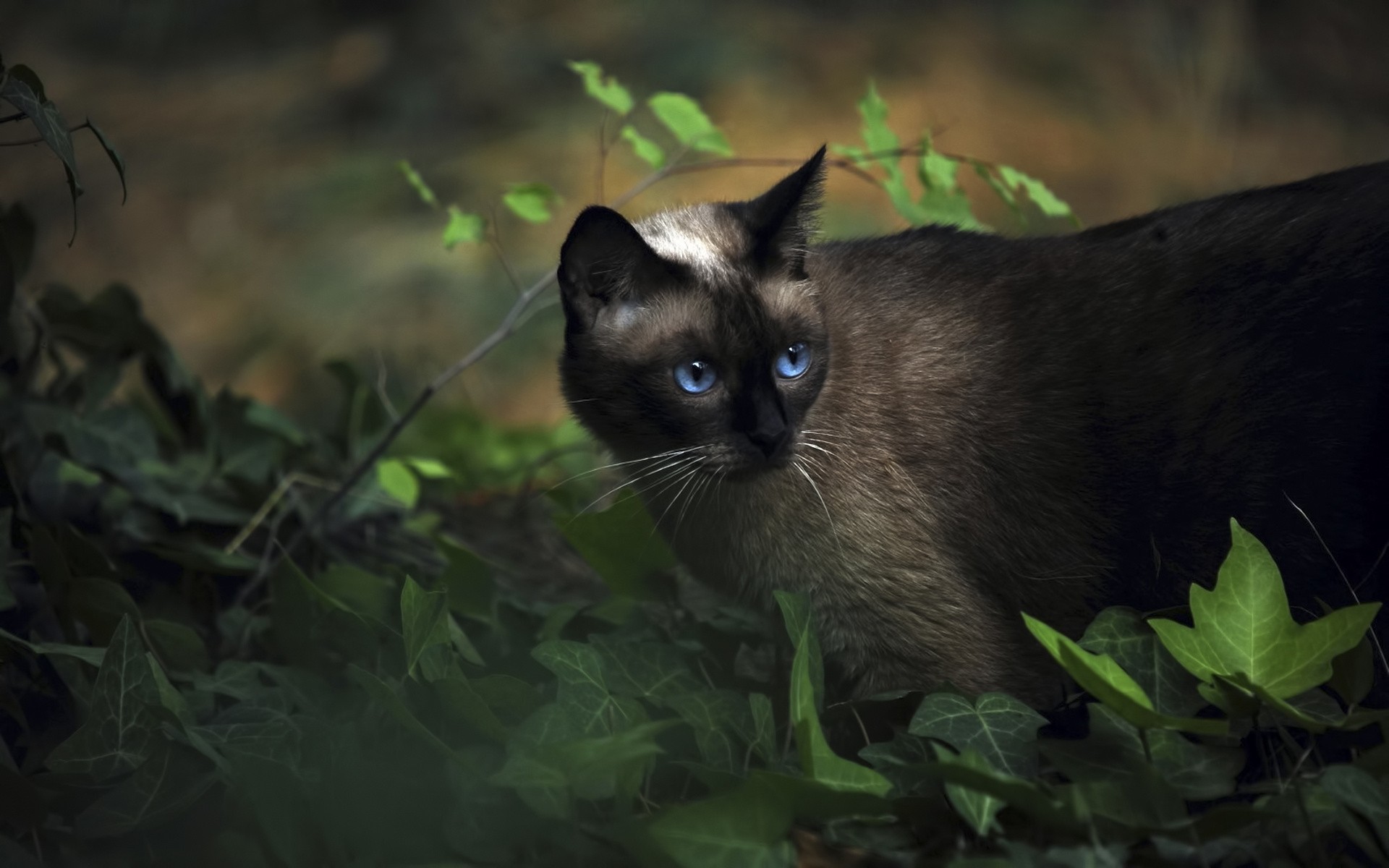 Handy-Wallpaper Tiere, Katze kostenlos herunterladen.