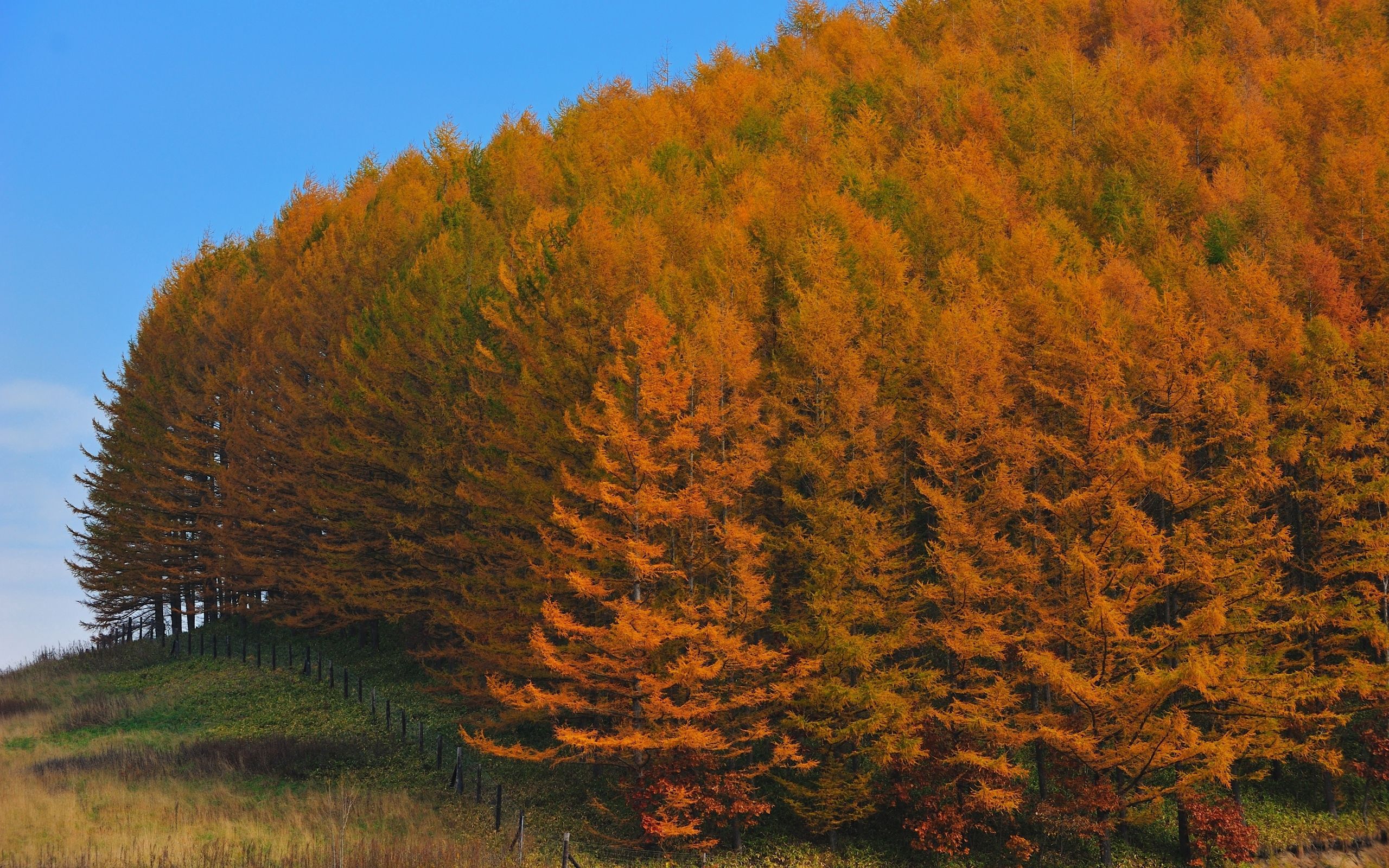 Handy-Wallpaper Baum, Zaun, Natur, Grass, Holz, Herbst kostenlos herunterladen.